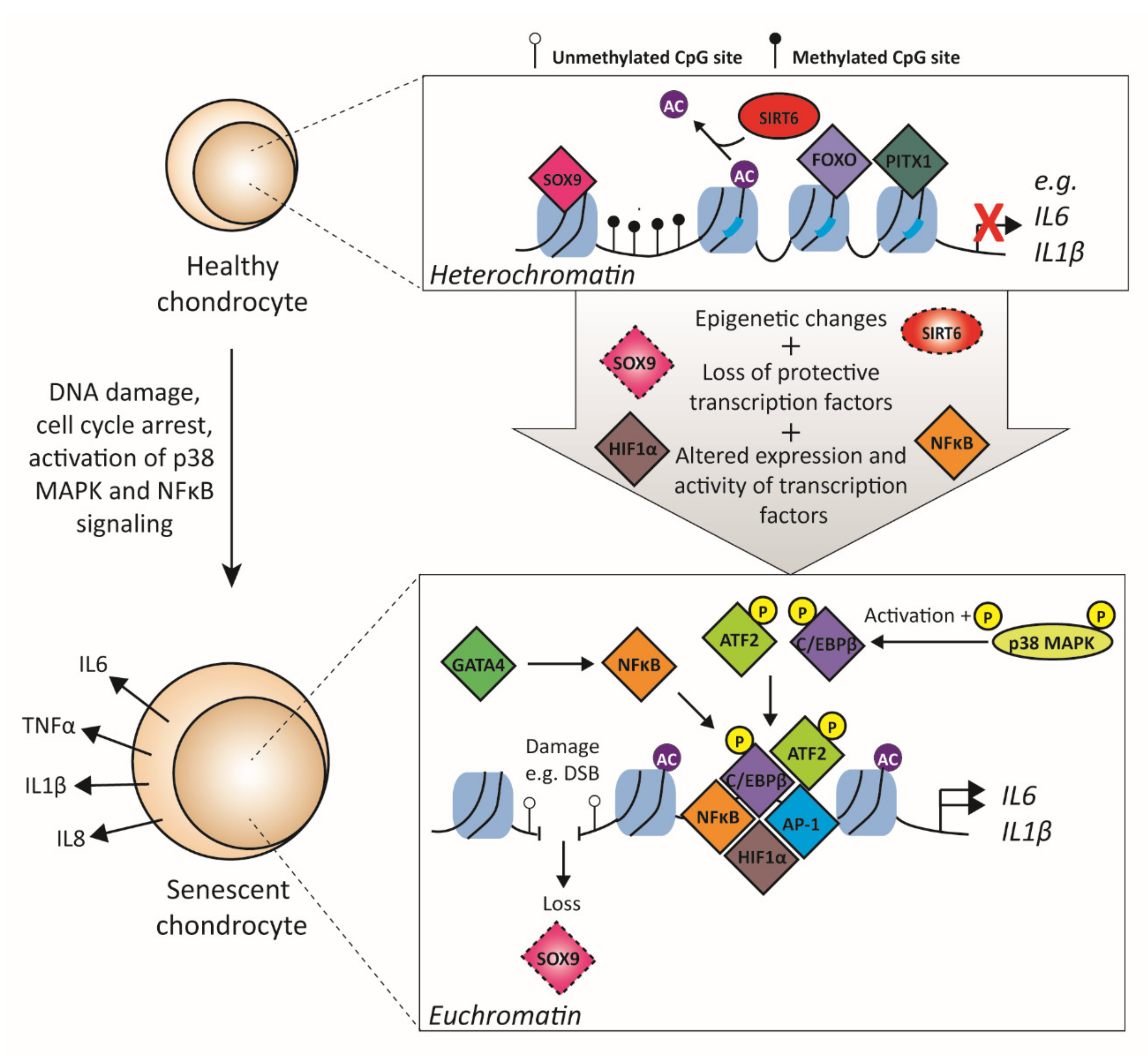 Biology 09 00290 g004