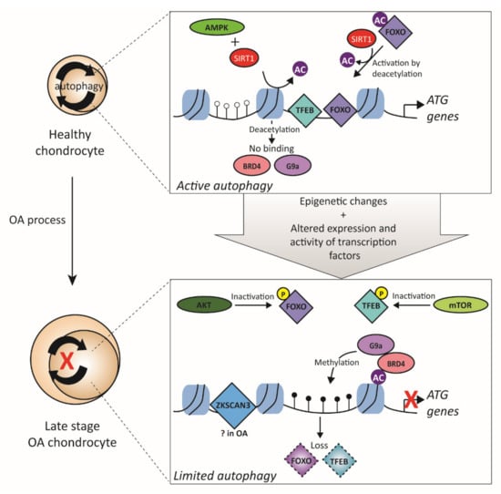 Biology | Free Full-Text | Transcription Factors in Cartilage ...