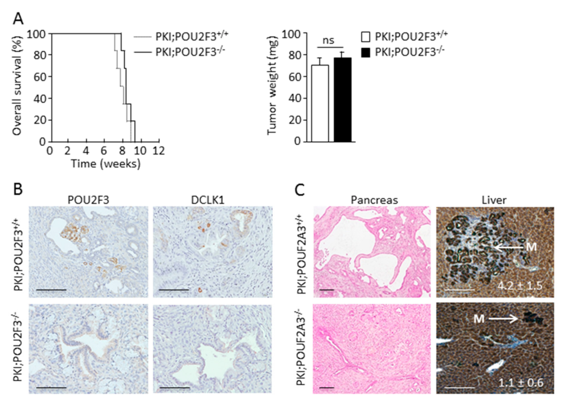 Biology 09 00341 g001