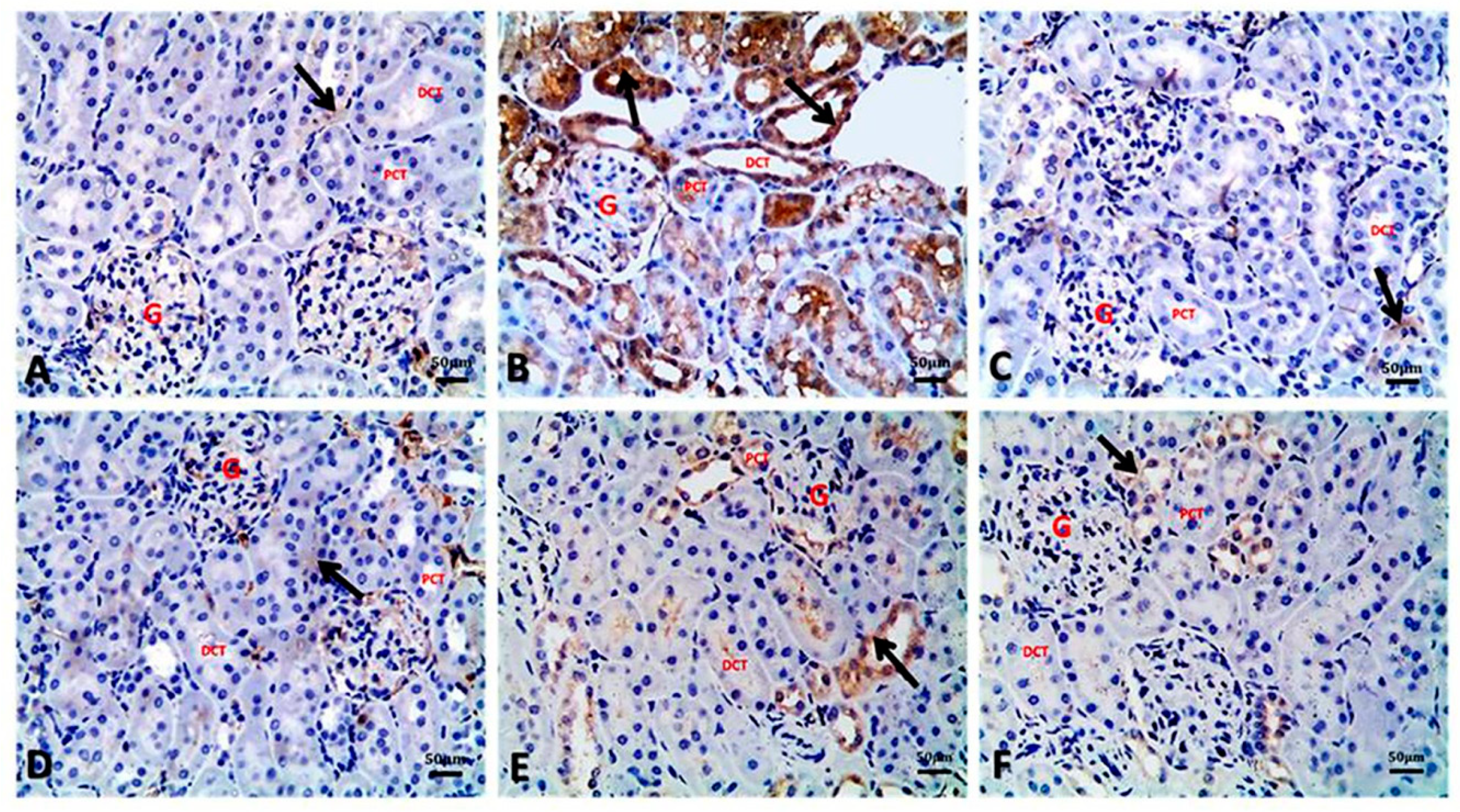 Biology 09 00352 g004