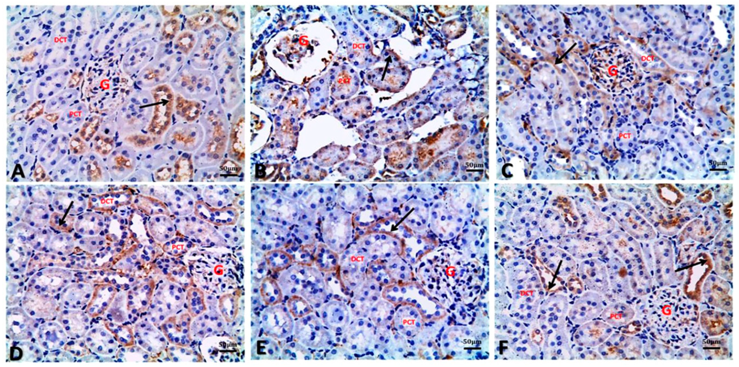 Biology 09 00352 g005