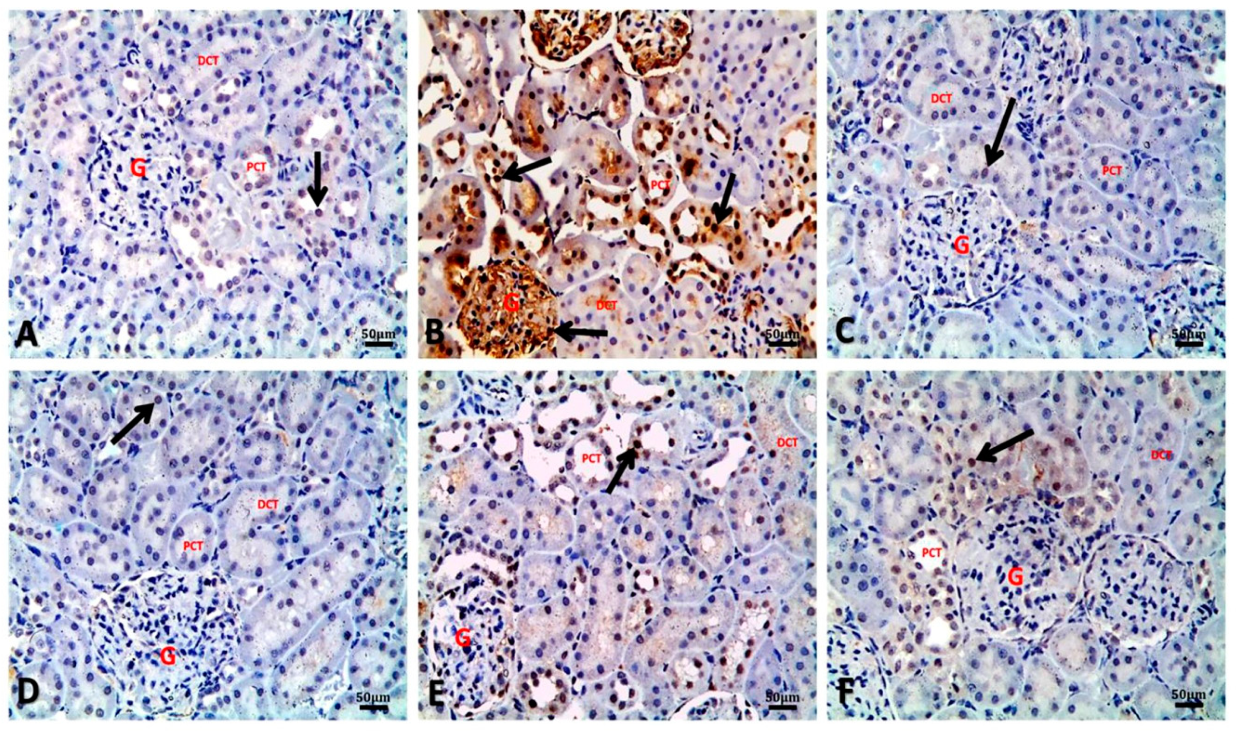 Biology 09 00352 g006