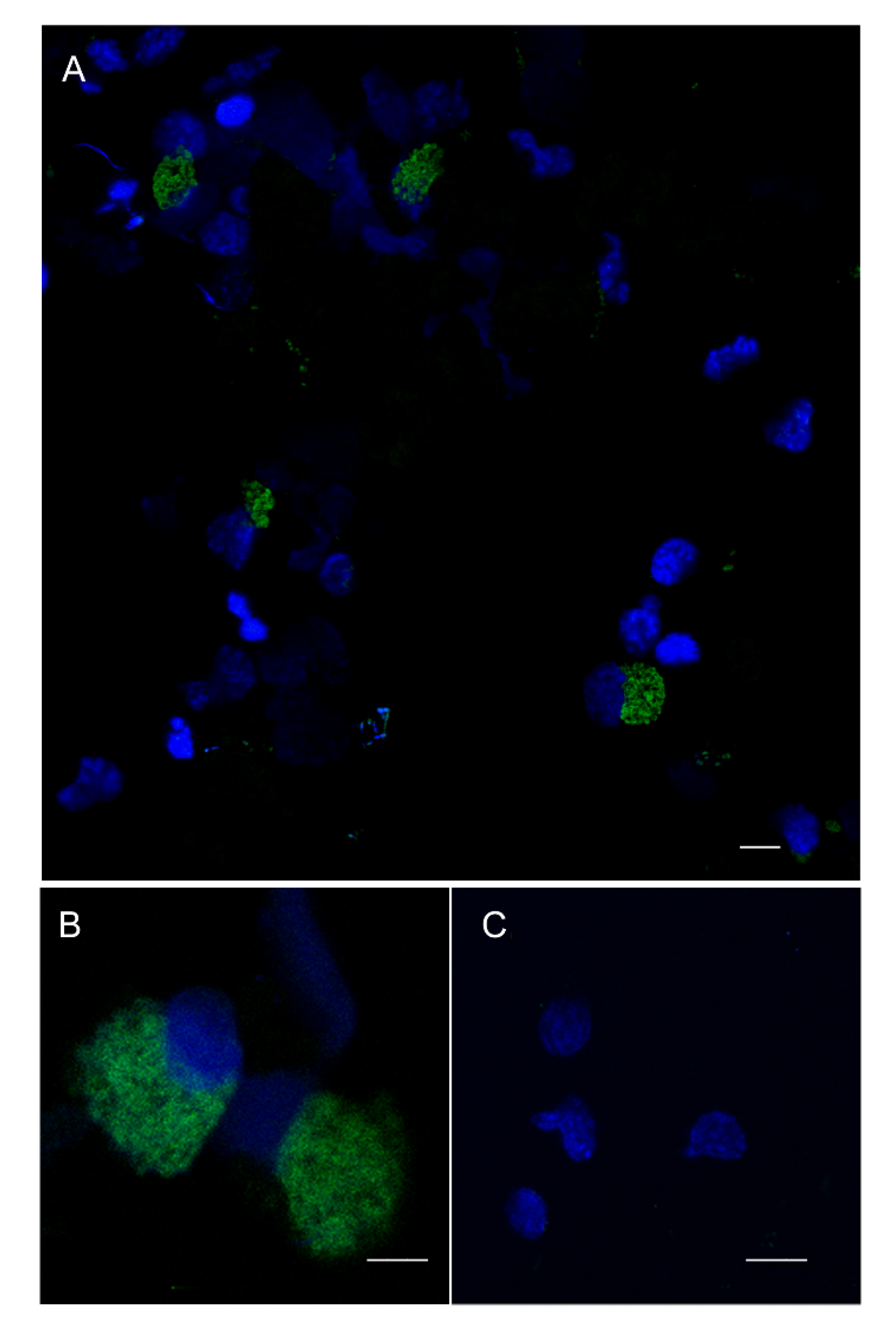Biology 09 00371 g007 Biology 09 00371 g007