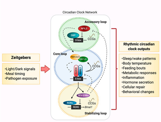 Biology Free Full-Text Mediators of Host–Microbe Circadian Rhythms in Immunity and Metabolism