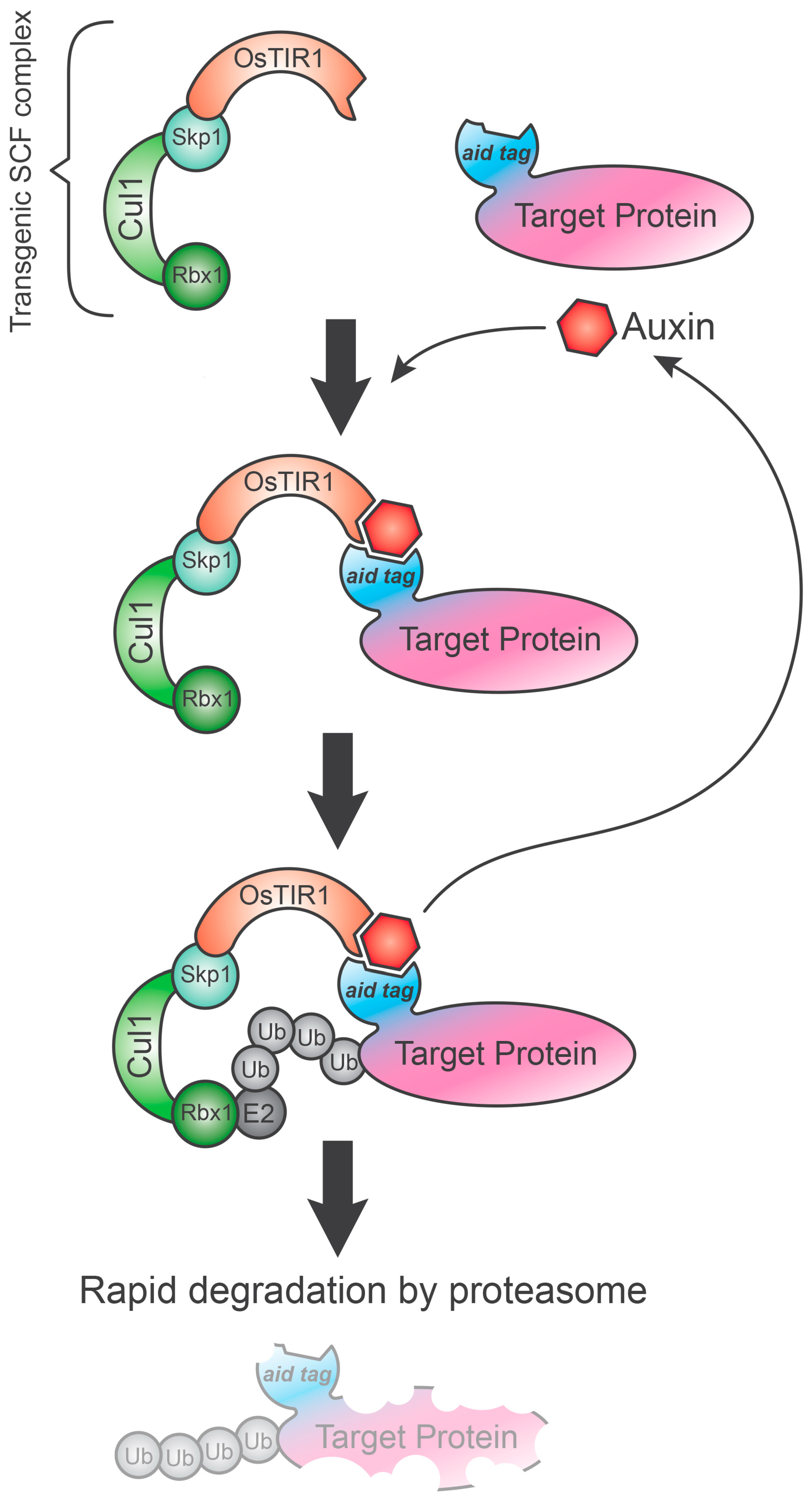 Biology | Free Full-Text | Targeted Protein Degradation Tools: Overview and  Future Perspectives