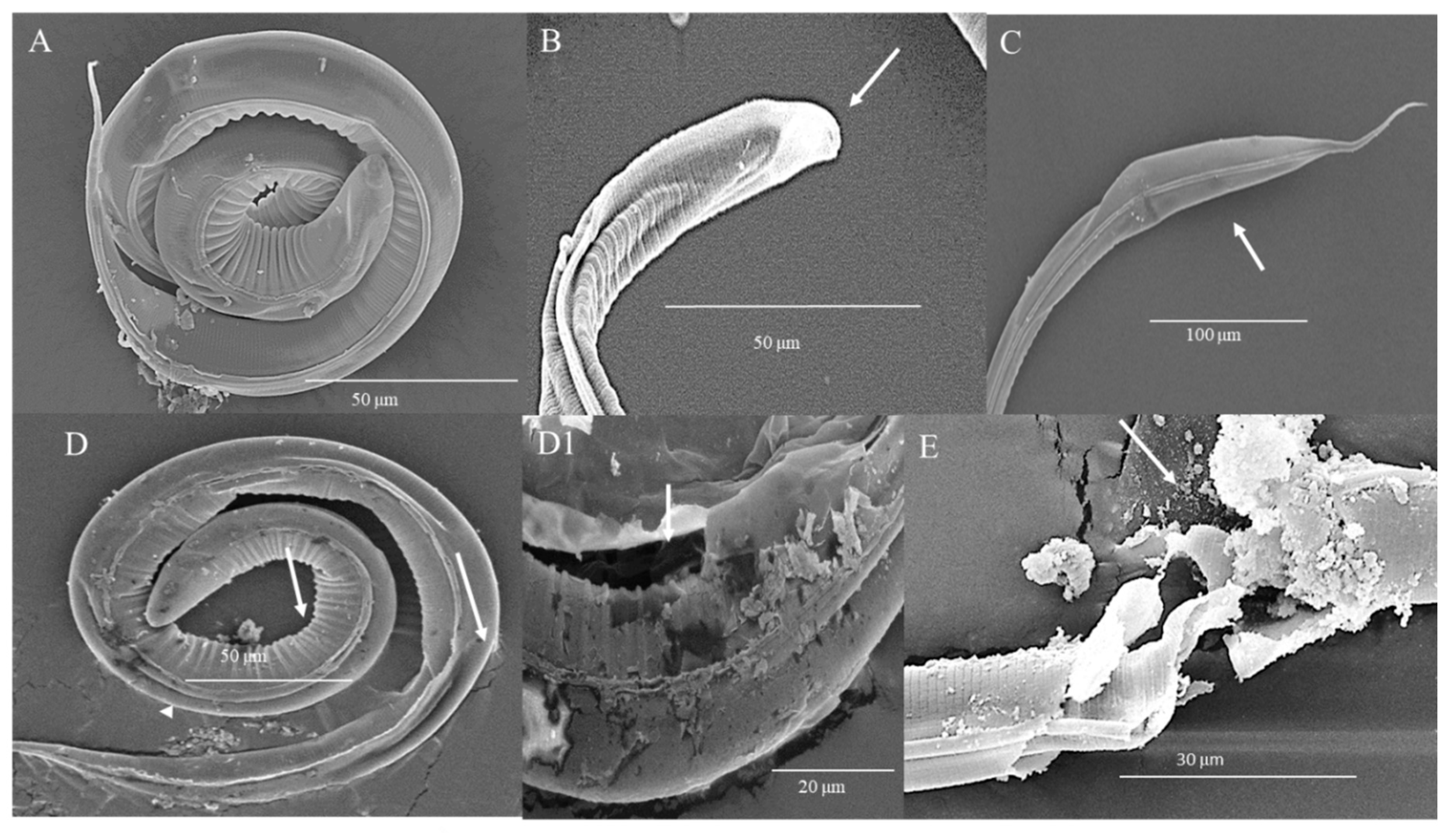 Biology 09 00442 g005