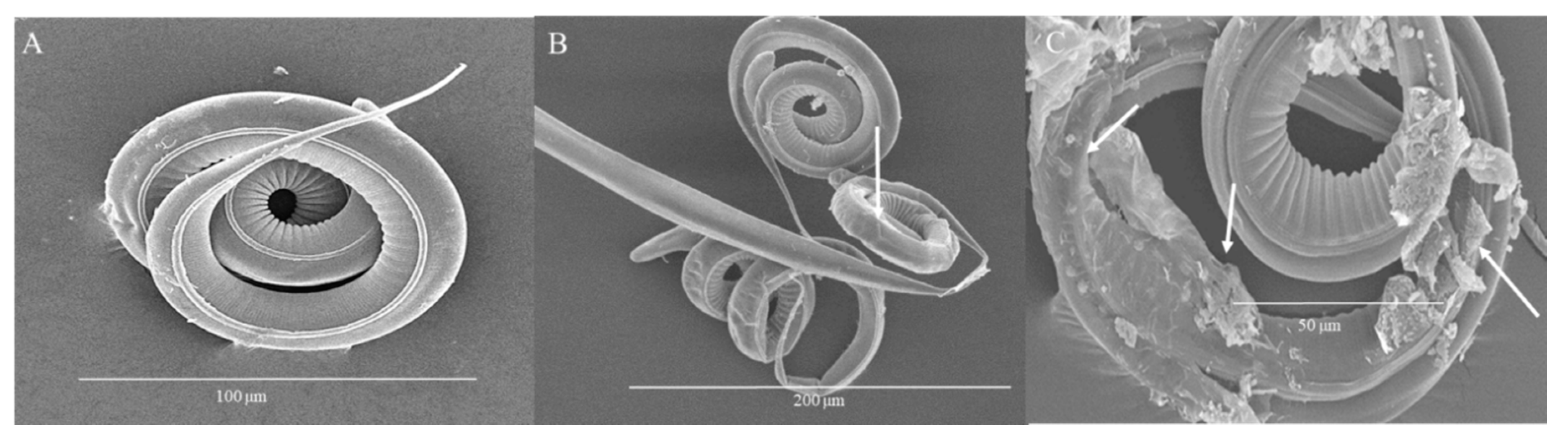 Biology 09 00442 g007