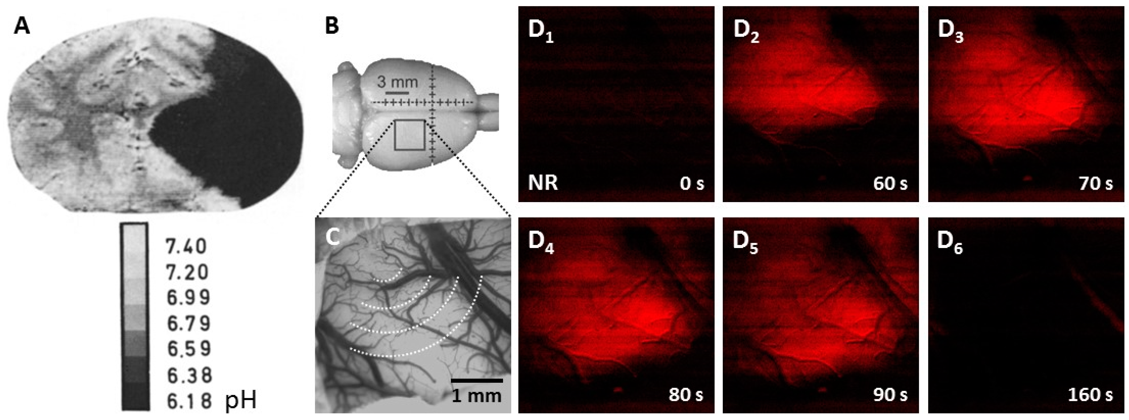 Biology 09 00460 g004 Biology 09 00460 g004