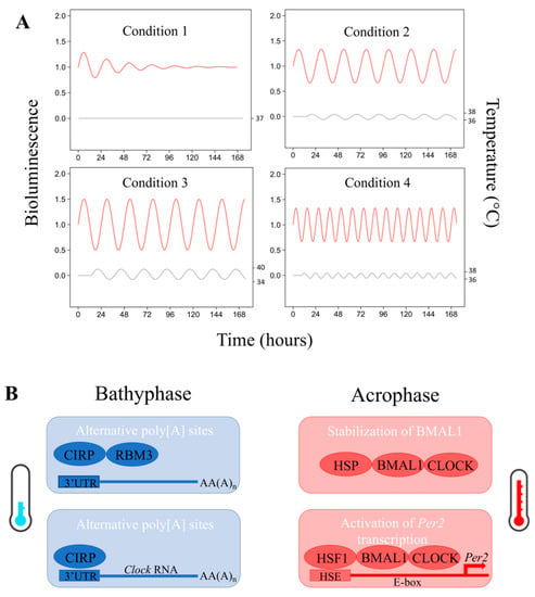 Biology Free Full Text A Tangled Threesome Circadian Rhythm Body Temperature Variations And The Immune System Html