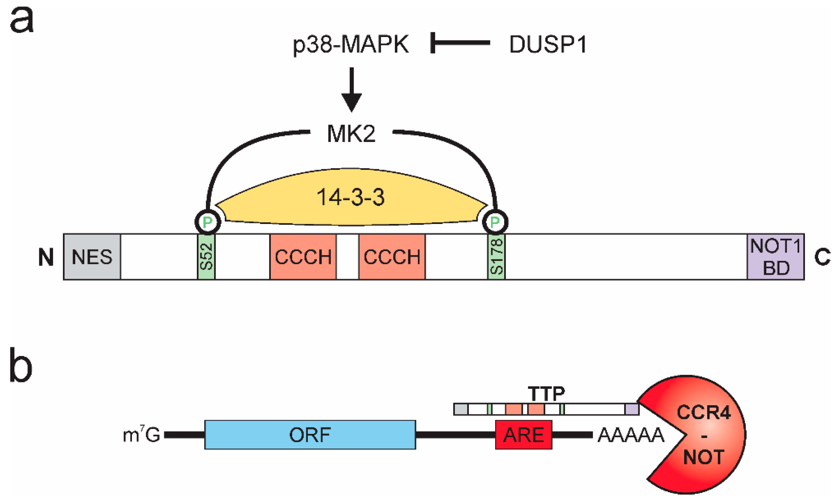 Biology 10 00066 g002 Biology 10 00066 g002