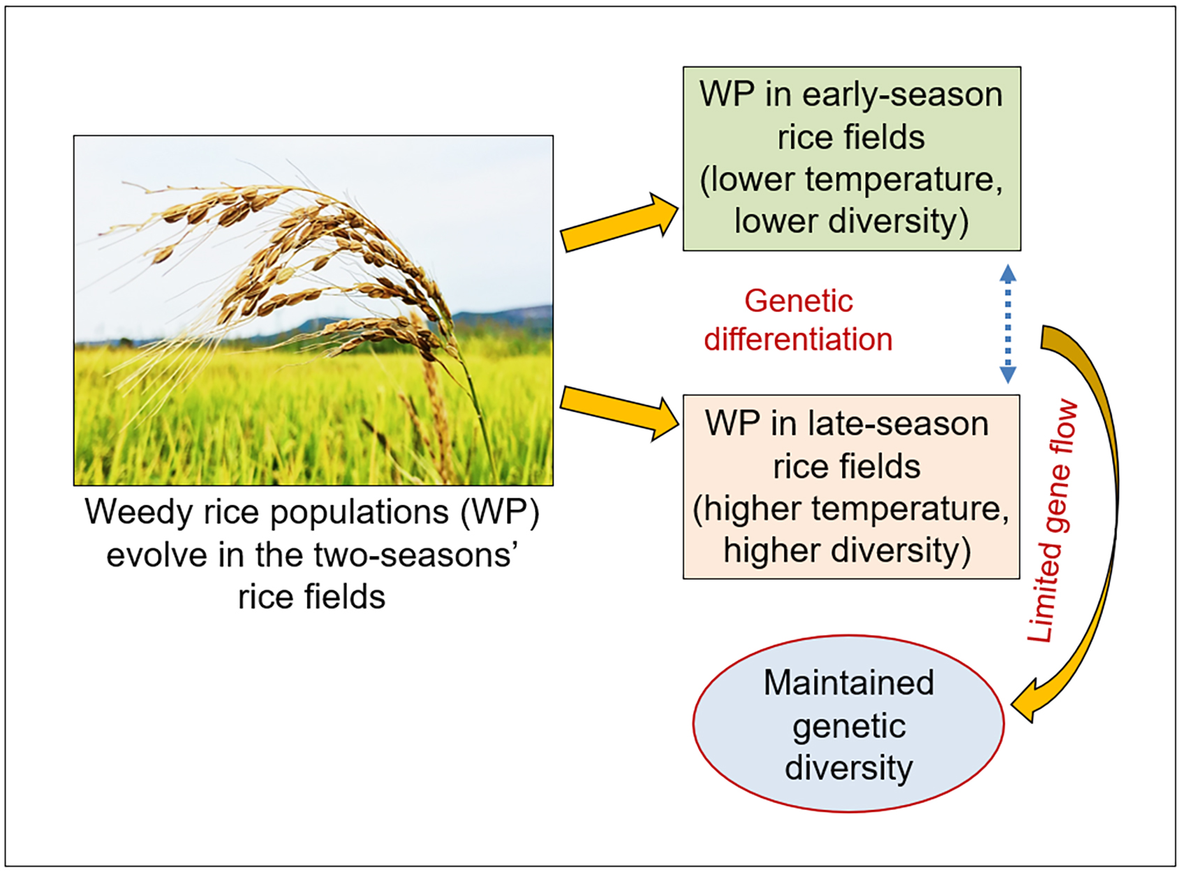 Biology Free Full Text Increases In Genetic Diversity Of Weedy Rice