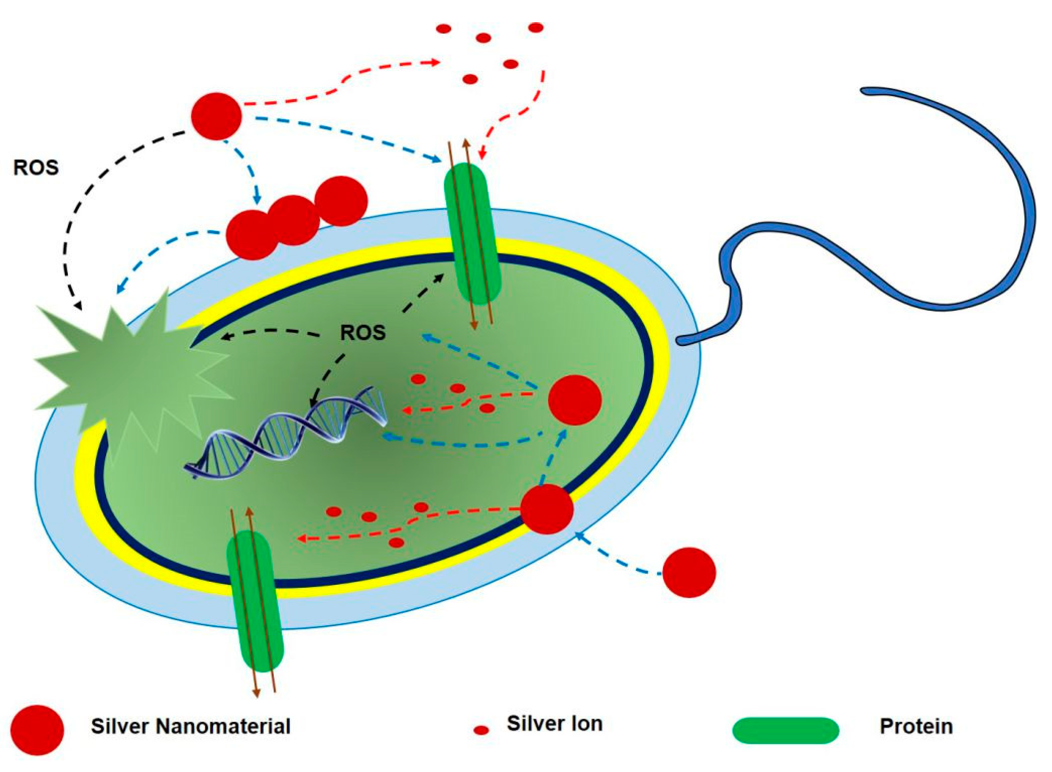 Antibacterial activity. Antibacterial properties of AG Nanoparticles. Antimicrobial Resistance. Antimicrobials. Silver Nanoparticles Effect on bacteria.