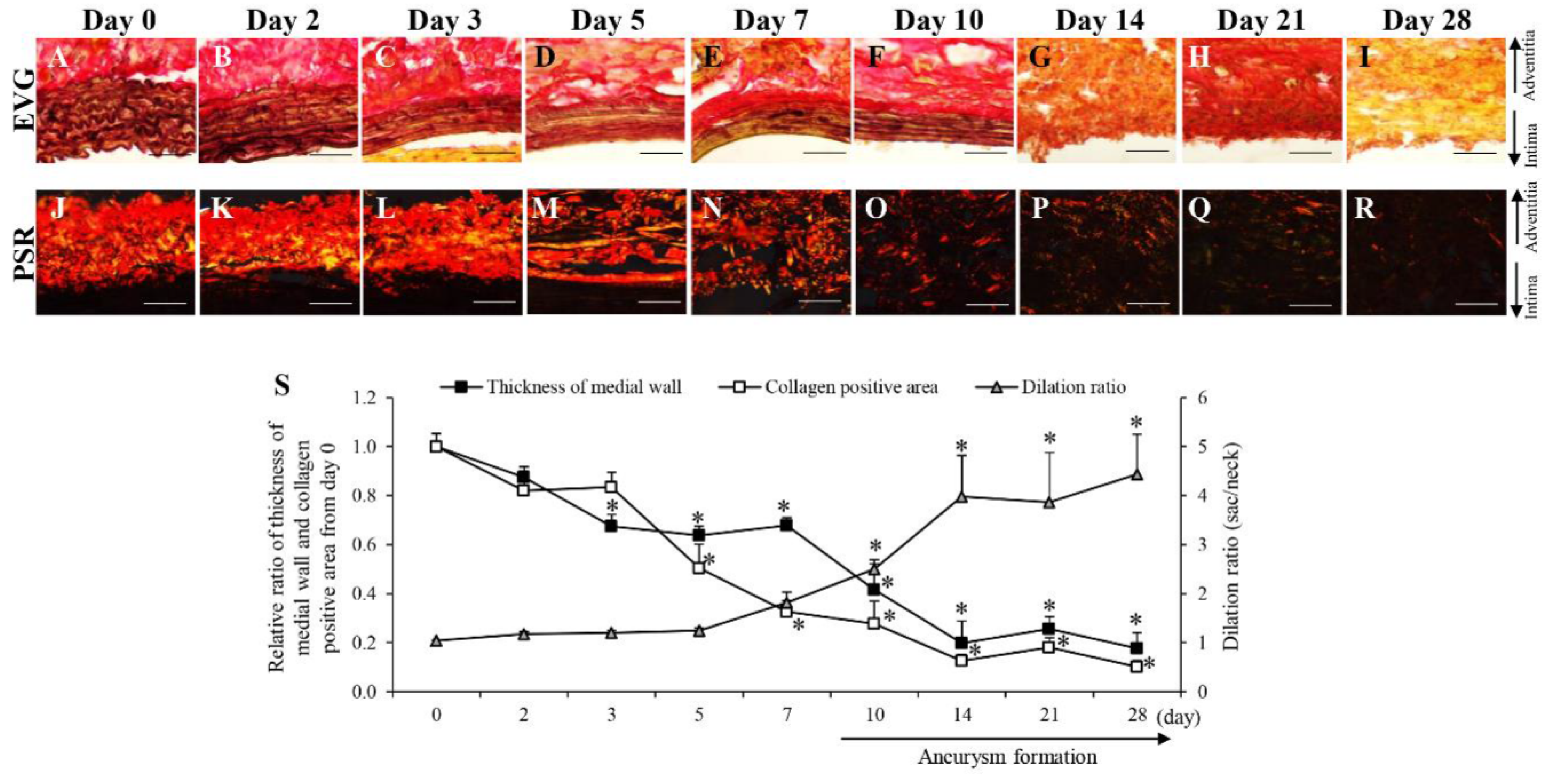 Biology 10 00149 g002 Biology 10 00149 g002