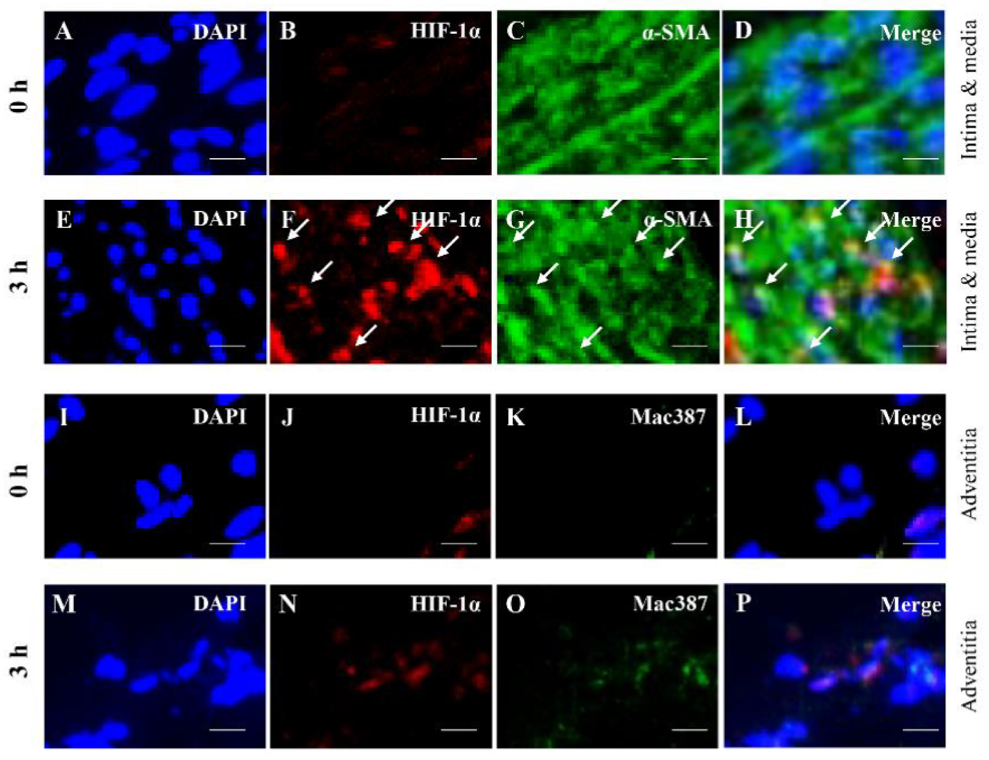 Biology 10 00149 g006 Biology 10 00149 g006