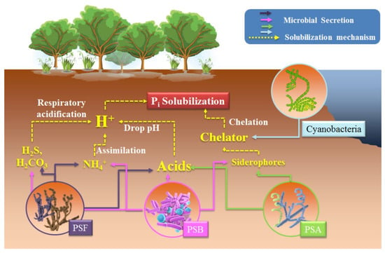 Biology Free Full Text Roles Of Phosphate Solubilizing Microorganisms From Managing Soil Phosphorus Deficiency To Mediating Biogeochemical P Cycle Html
