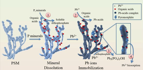 Biology 10 00158 g003 550