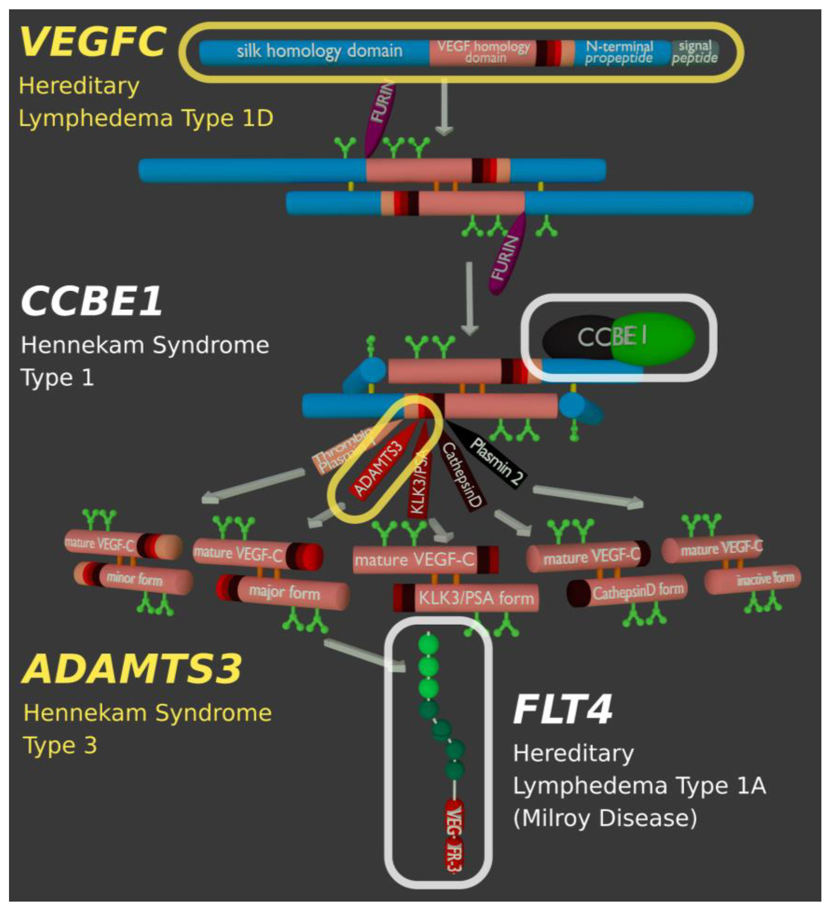 Biology | Free Full-Text | Proteolytic Cleavages in the VEGF Family:  Generating Diversity among Angiogenic VEGFs, Essential for the Activation  of Lymphangiogenic VEGFs