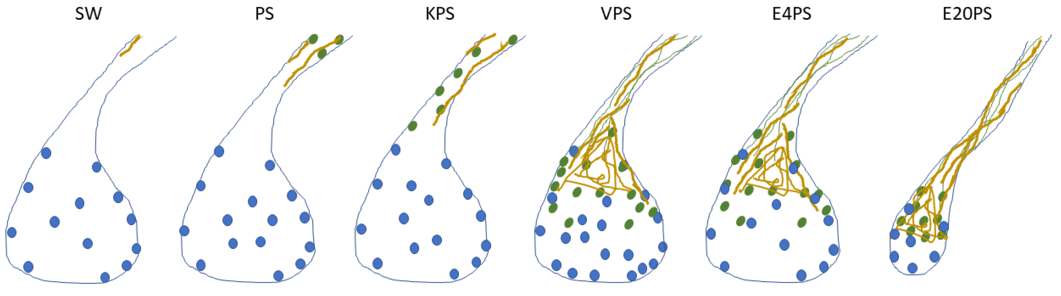 Biology 10 00236 g007