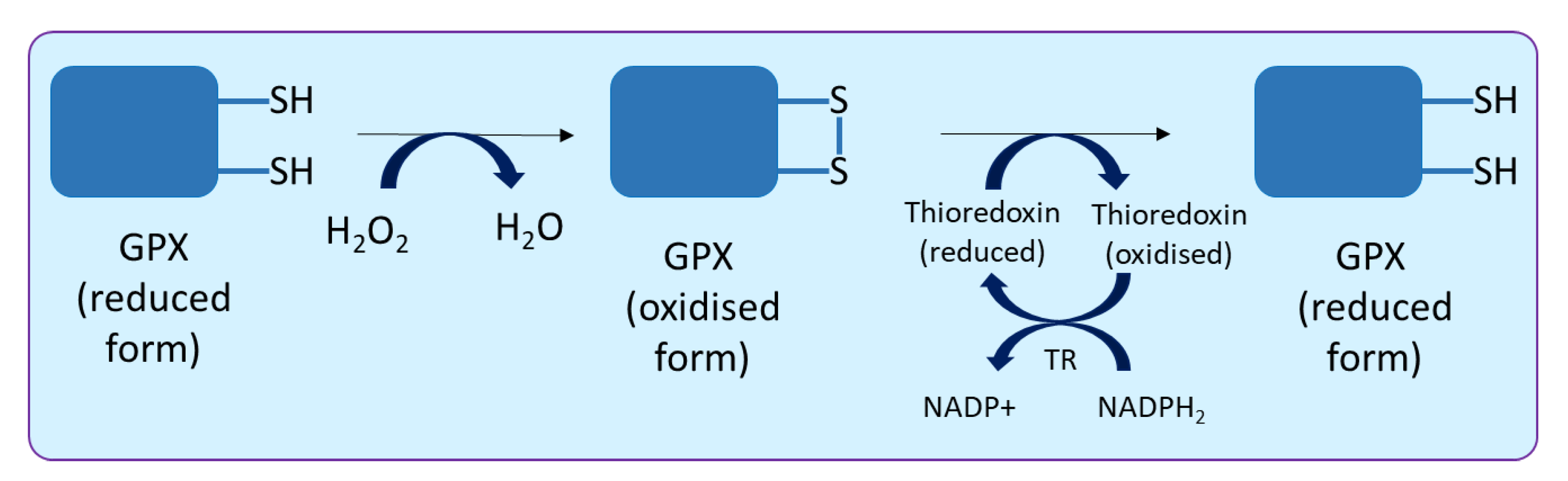 Biology 10 00267 g004 Biology 10 00267 g004