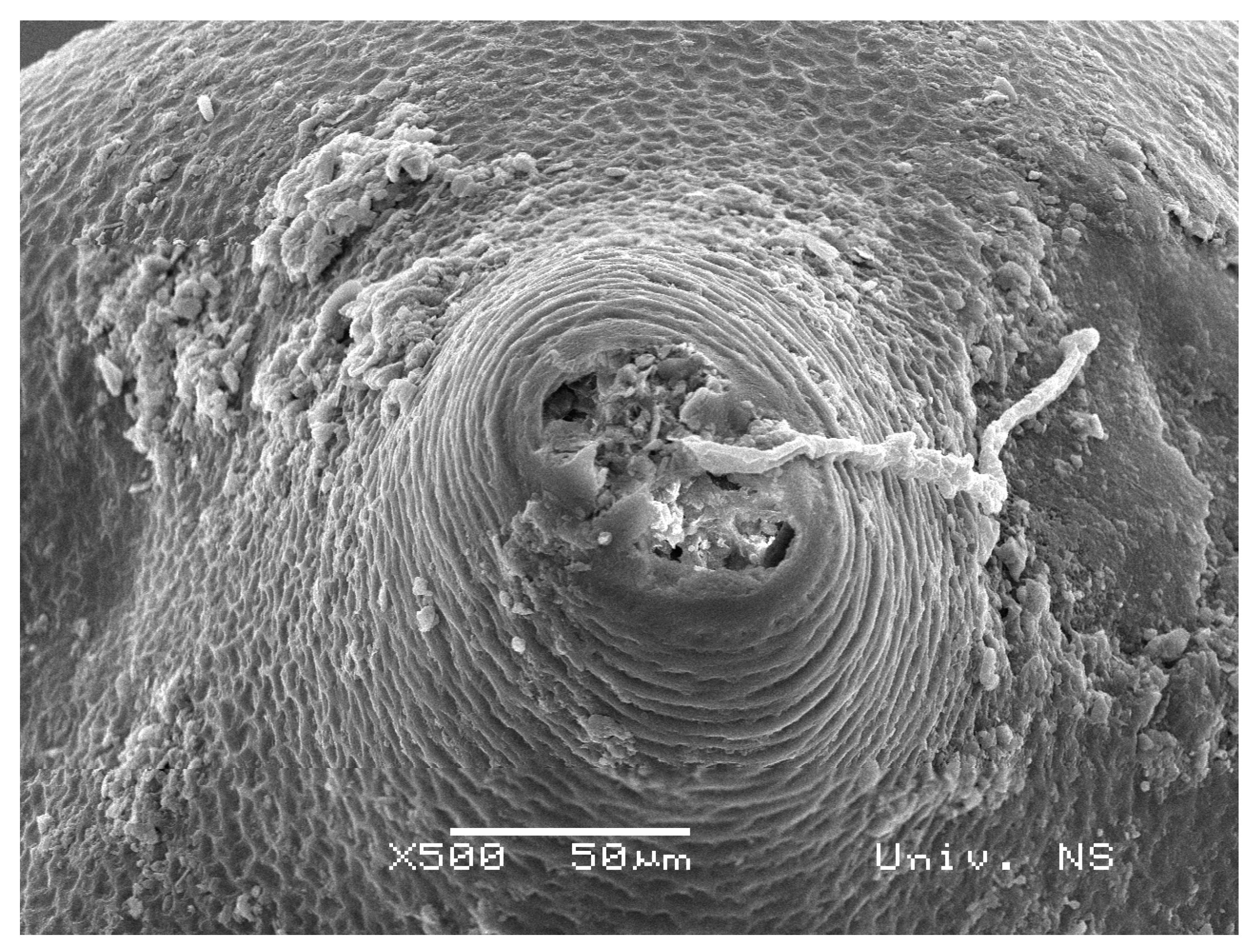 Biology 10 00283 g002 Biology 10 00283 g002