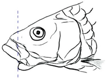 Biology | Free Full-Text | A Current Update on the Distribution ...