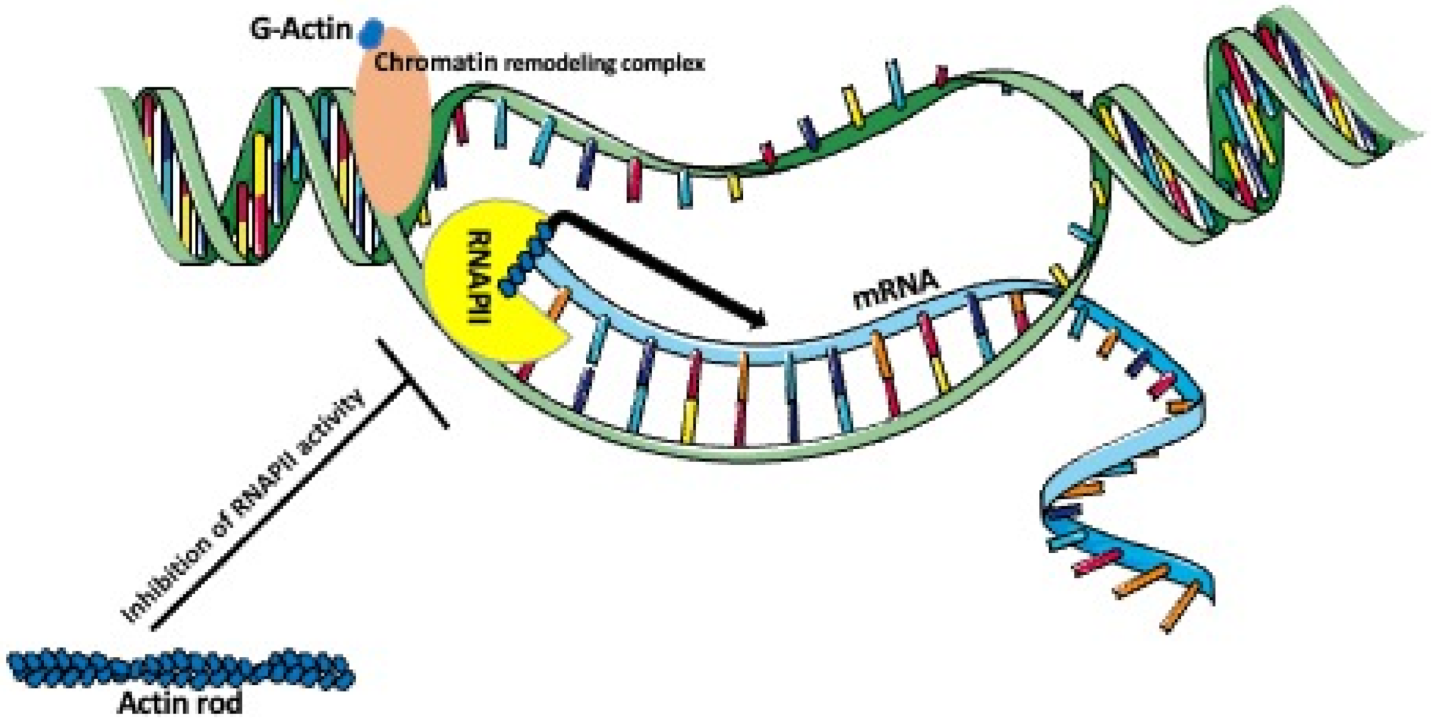 Biology | Free Full-Text | New Insights Into Cellular Functions Of ...