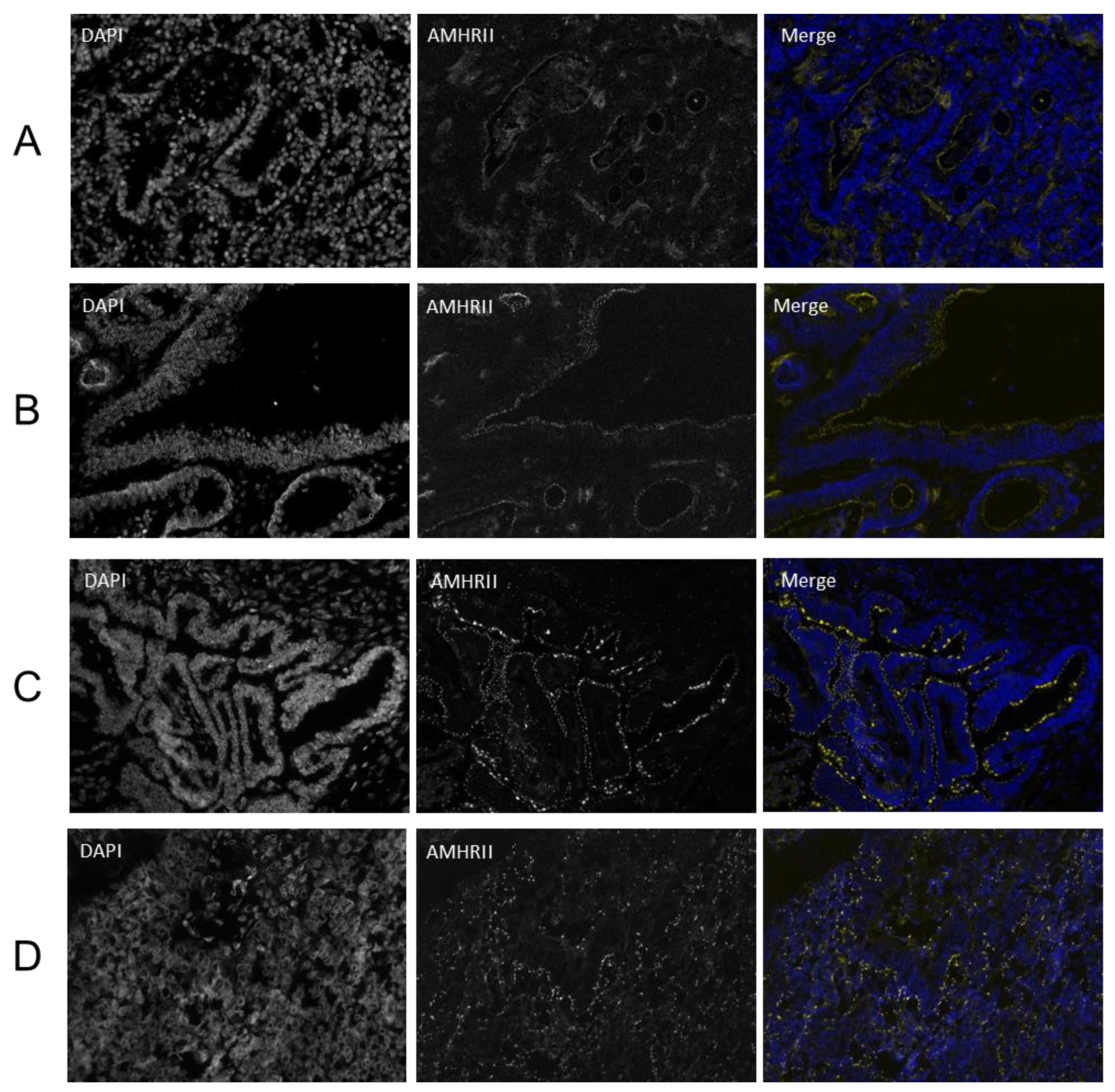 Biology 10 00305 g003 Biology 10 00305 g003