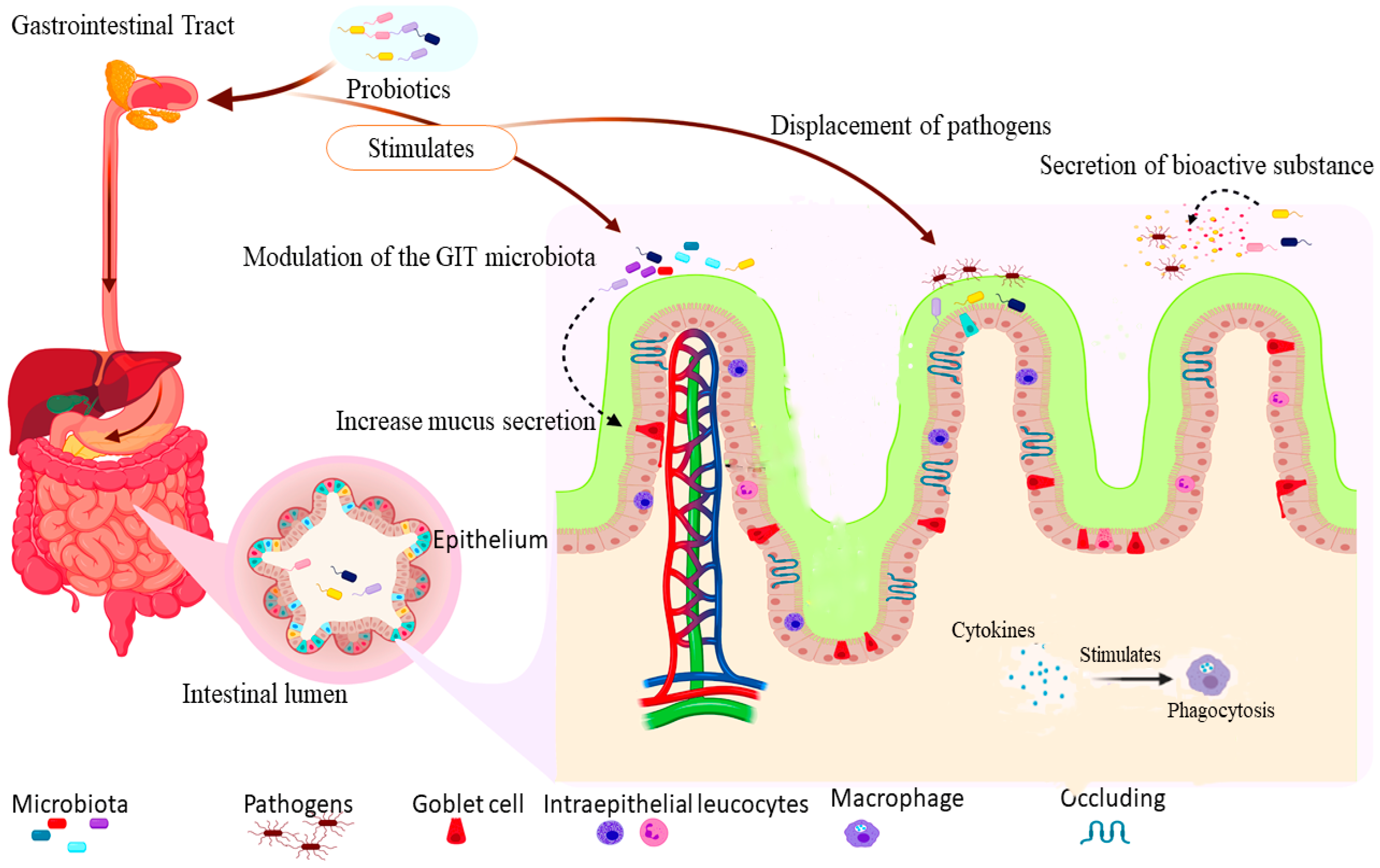 Biology | Free Full-Text | Multi-Strain Probiotics: Synergy among Isolates  Enhances Biological Activities
