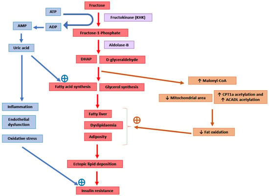 A Better Measure of Metabolic Health: What Is Your Biological BMI?