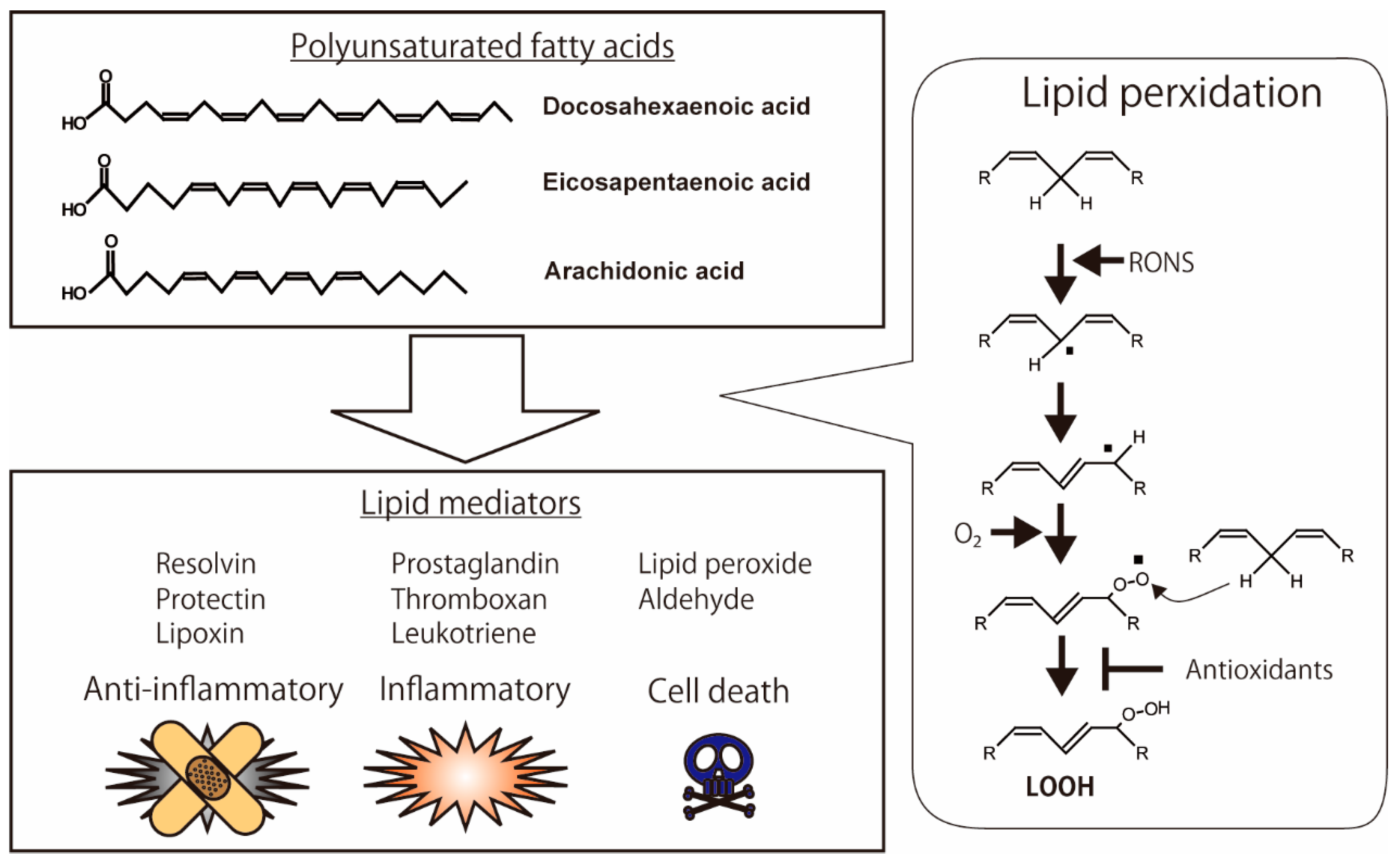 Biology | Free Full-Text | Cell Death via Lipid Peroxidation and Protein  Aggregation Diseases
