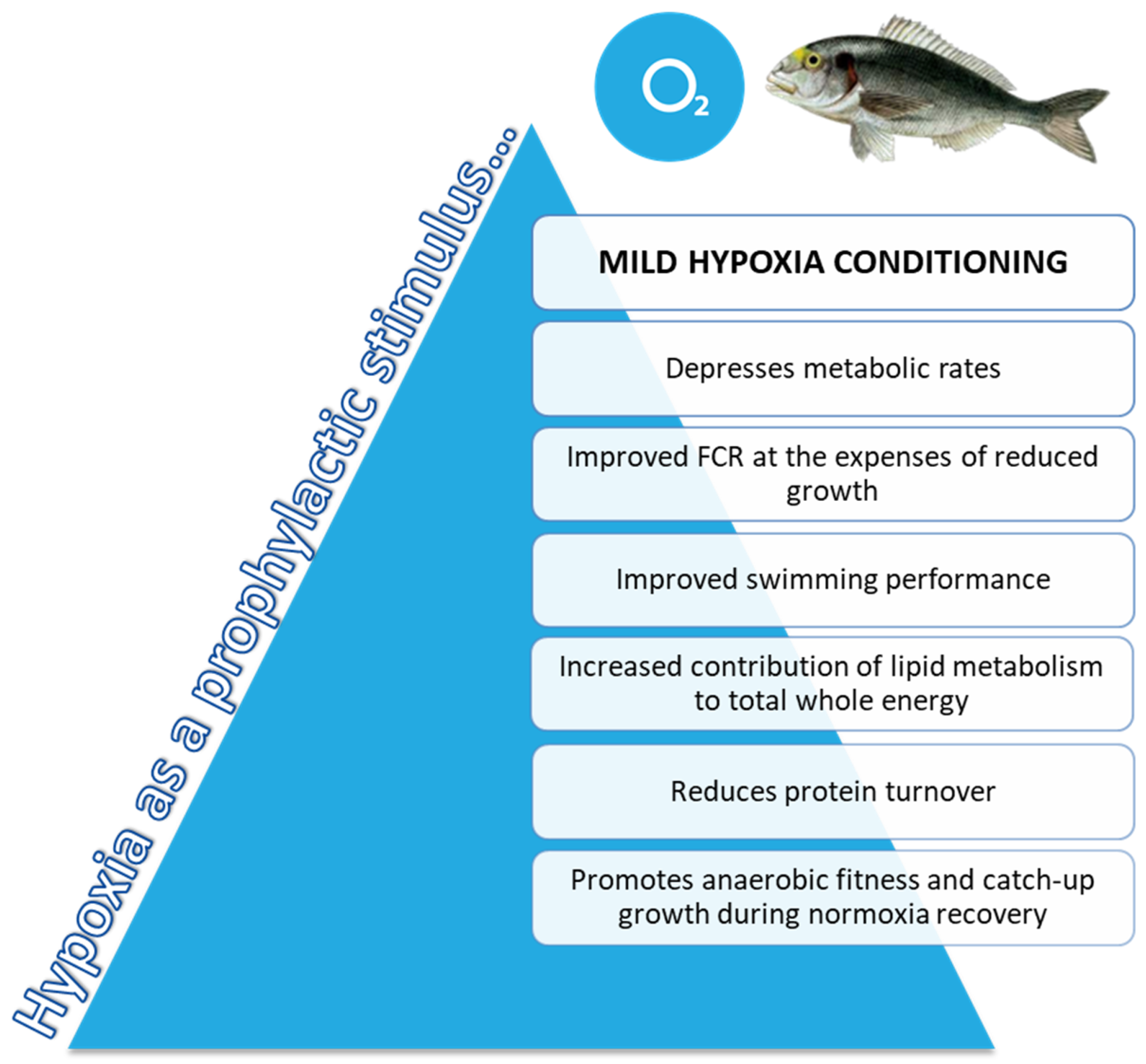 Biology | Free Full-Text | Targeting the Mild-Hypoxia Driving Force for Metabolic Transcriptional Reprogramming Gilthead Sea Bream (Sparus aurata) Juveniles | HTML