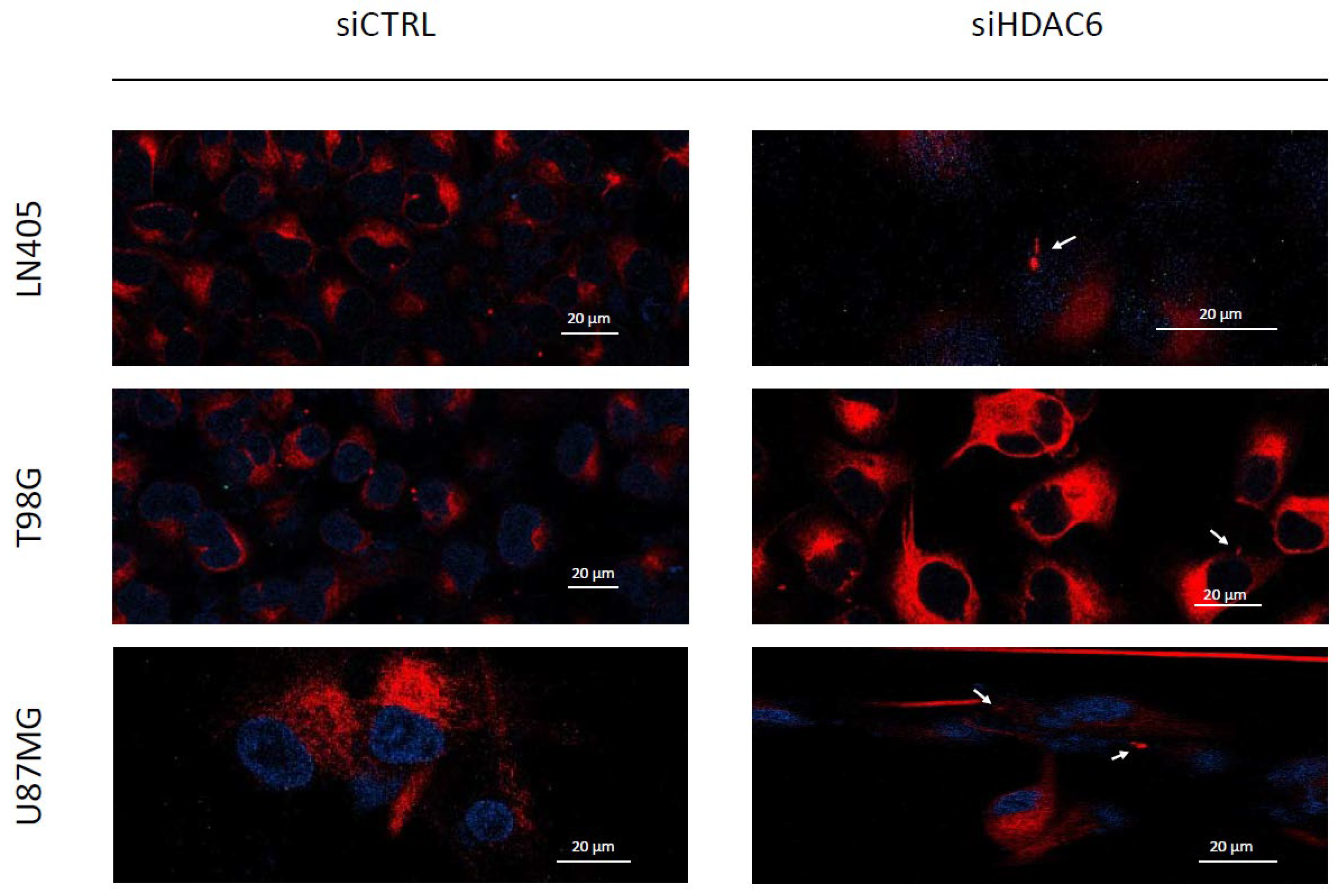 Biology 10 00467 g009 Biology 10 00467 g009