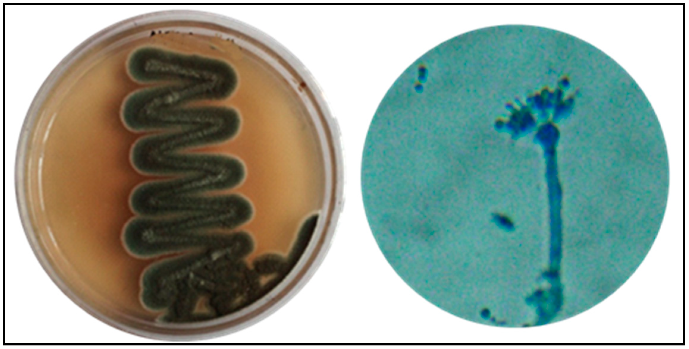 Biology 10 00473 g001