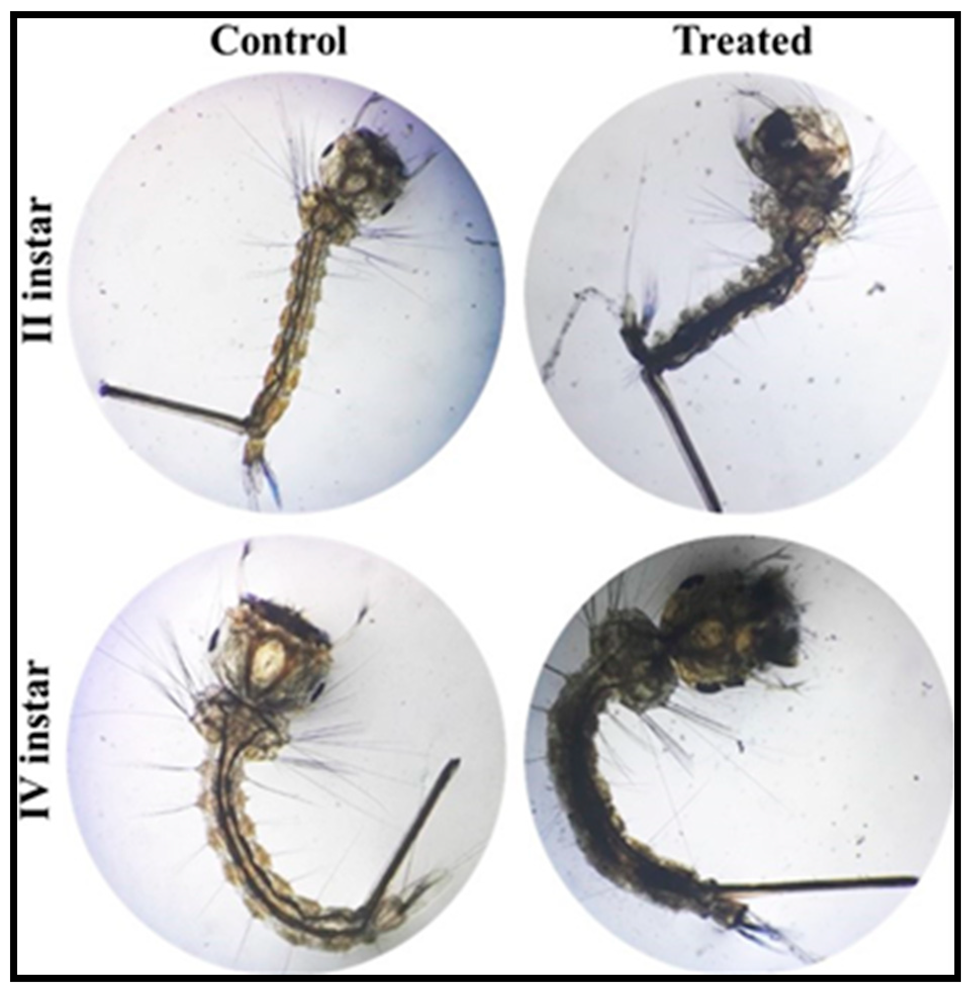 Biology 10 00473 g013