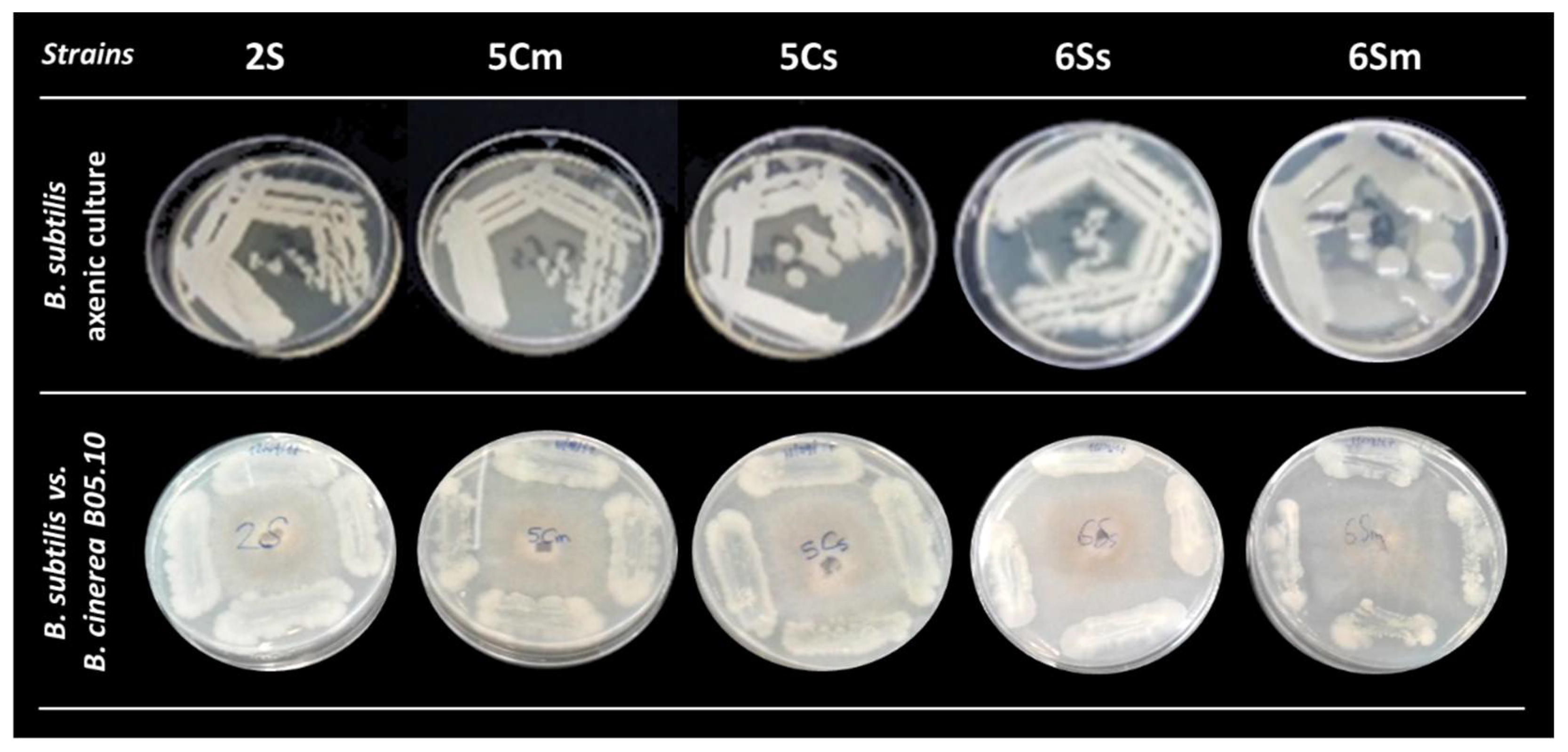 Biology 10 00492 g002