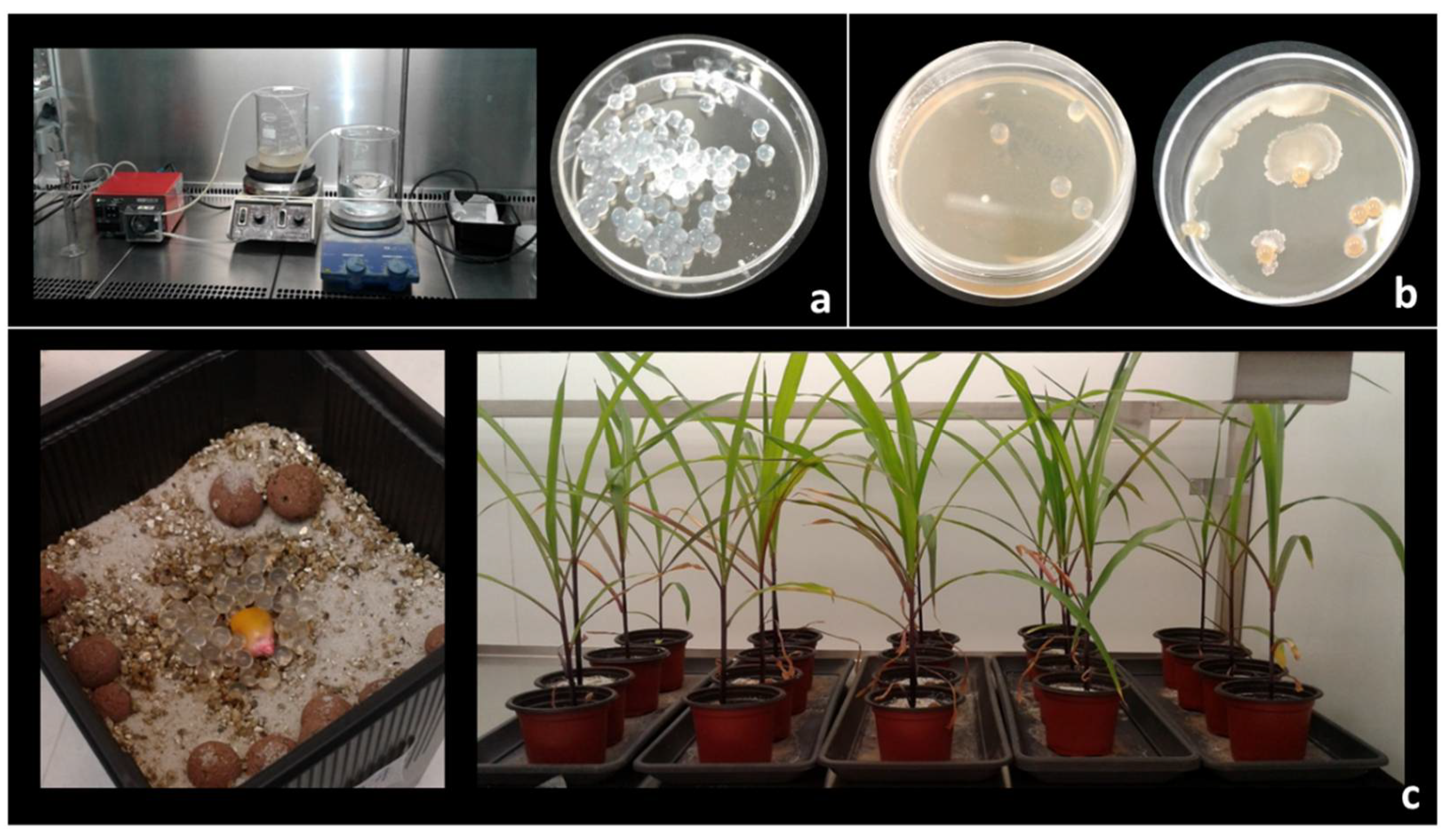 Biology 10 00492 g006