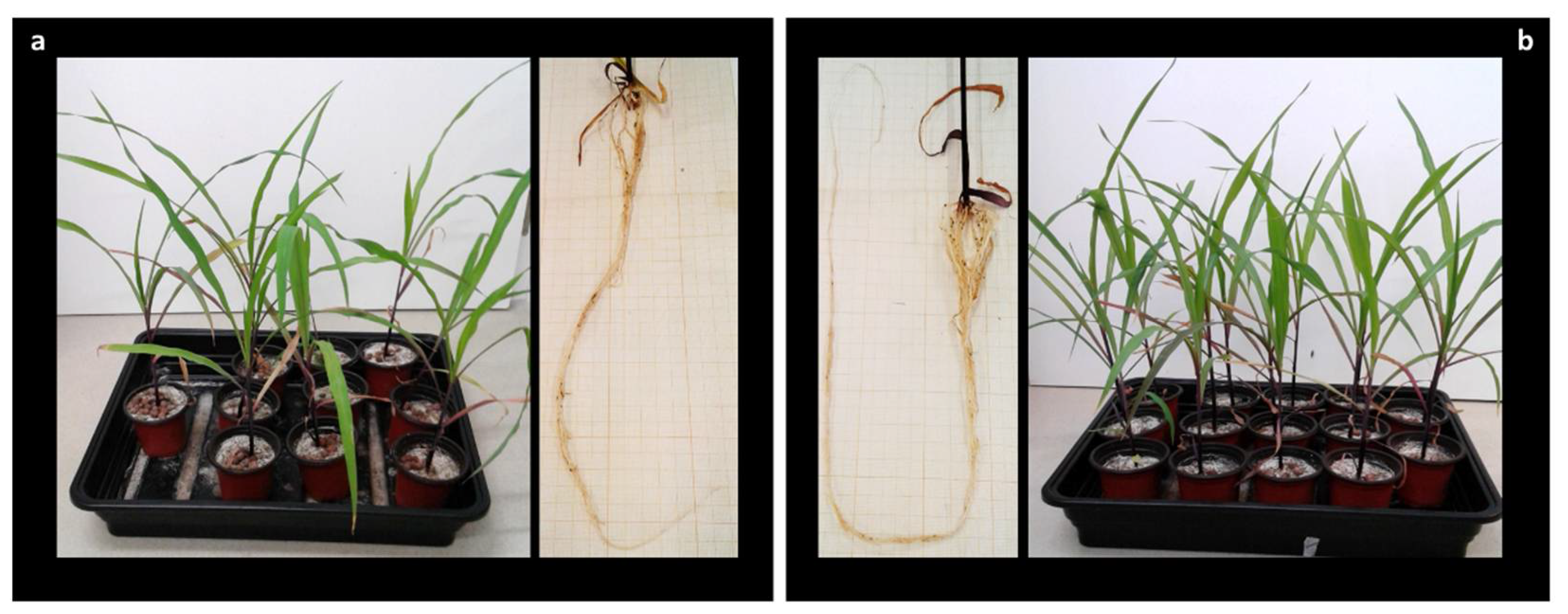 Biology 10 00492 g007