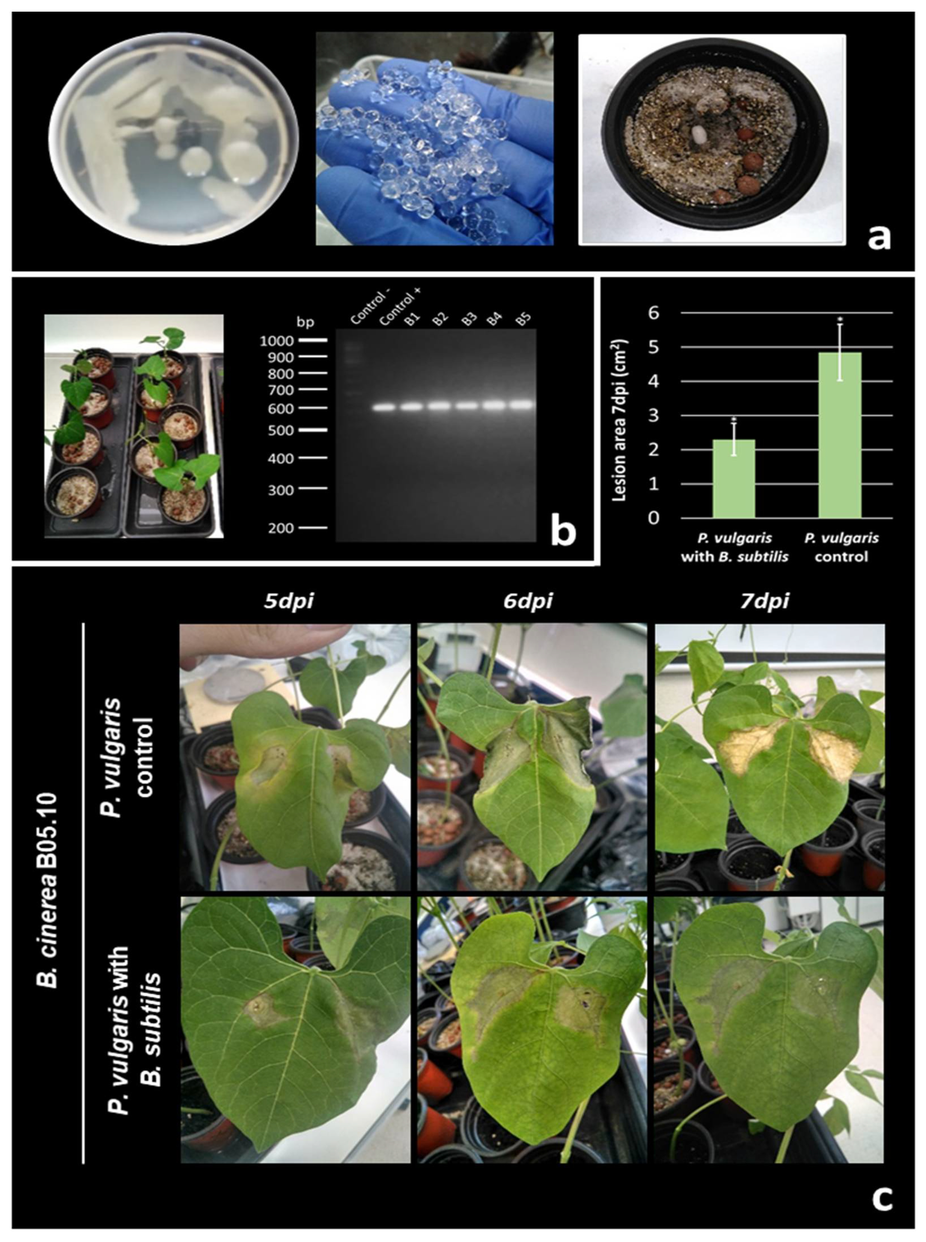 Biology 10 00492 g008