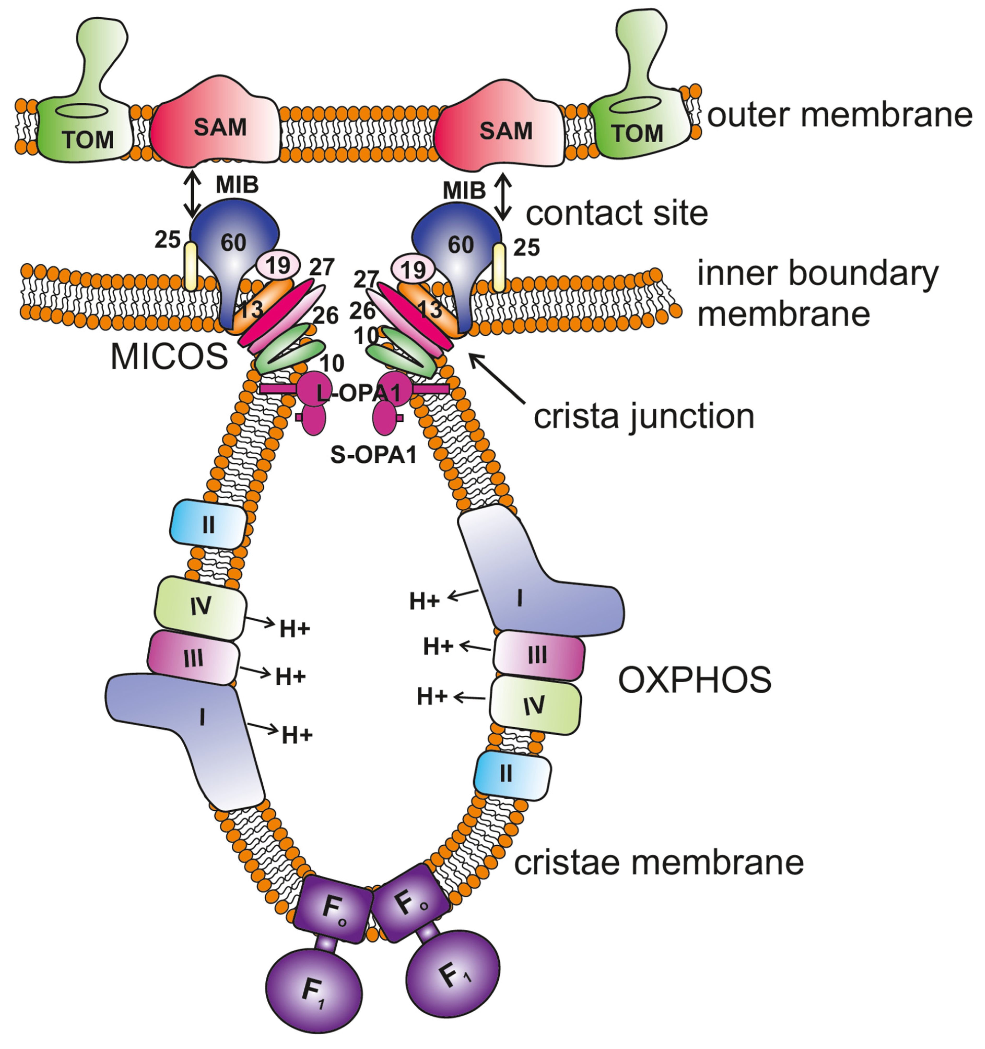 Biology | Free Full-Text | Emerging Roles of the MICOS Complex in Cristae  Dynamics and Biogenesis