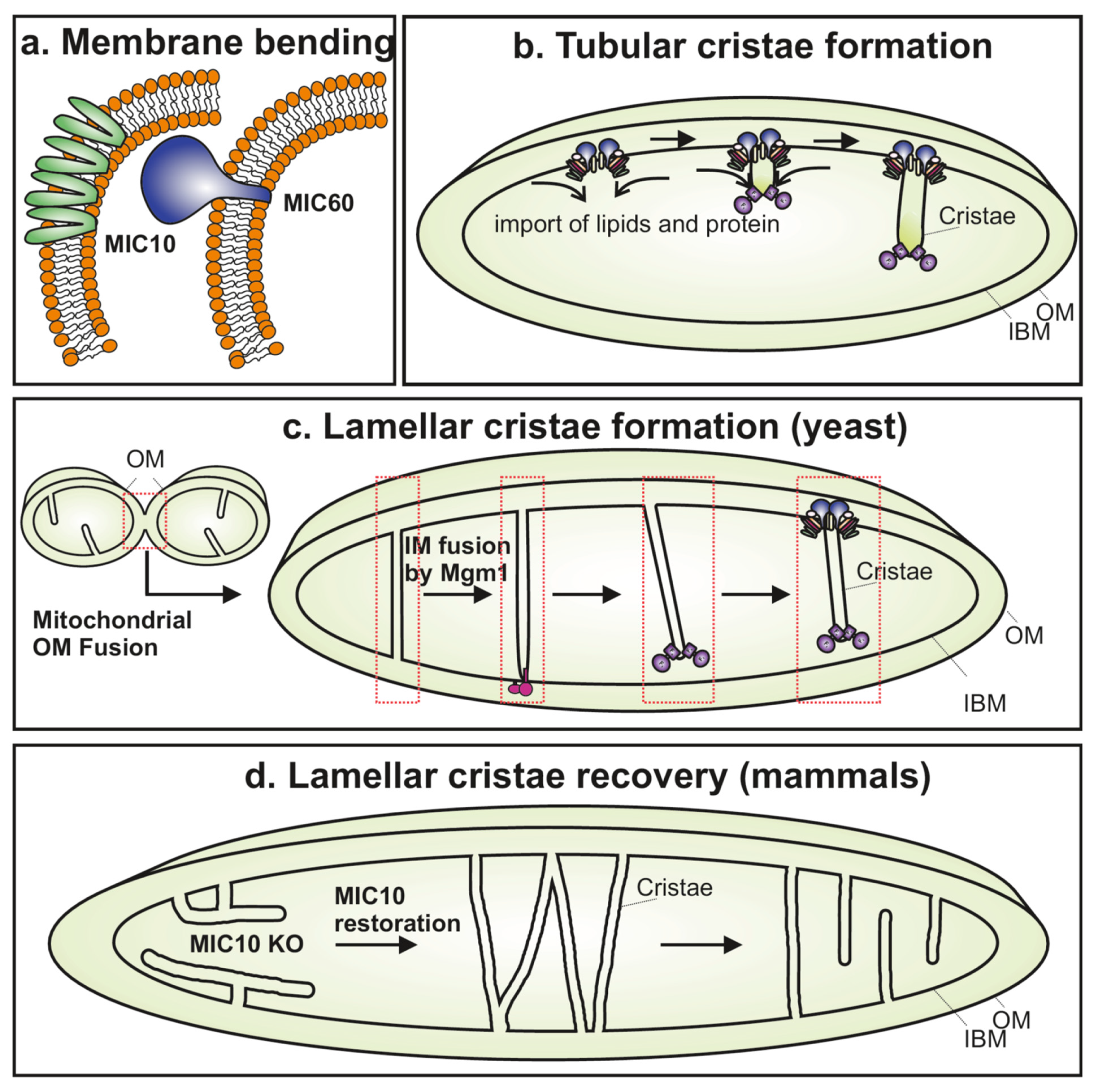 Biology | Free Full-Text | Emerging Roles of the MICOS Complex in Cristae  Dynamics and Biogenesis