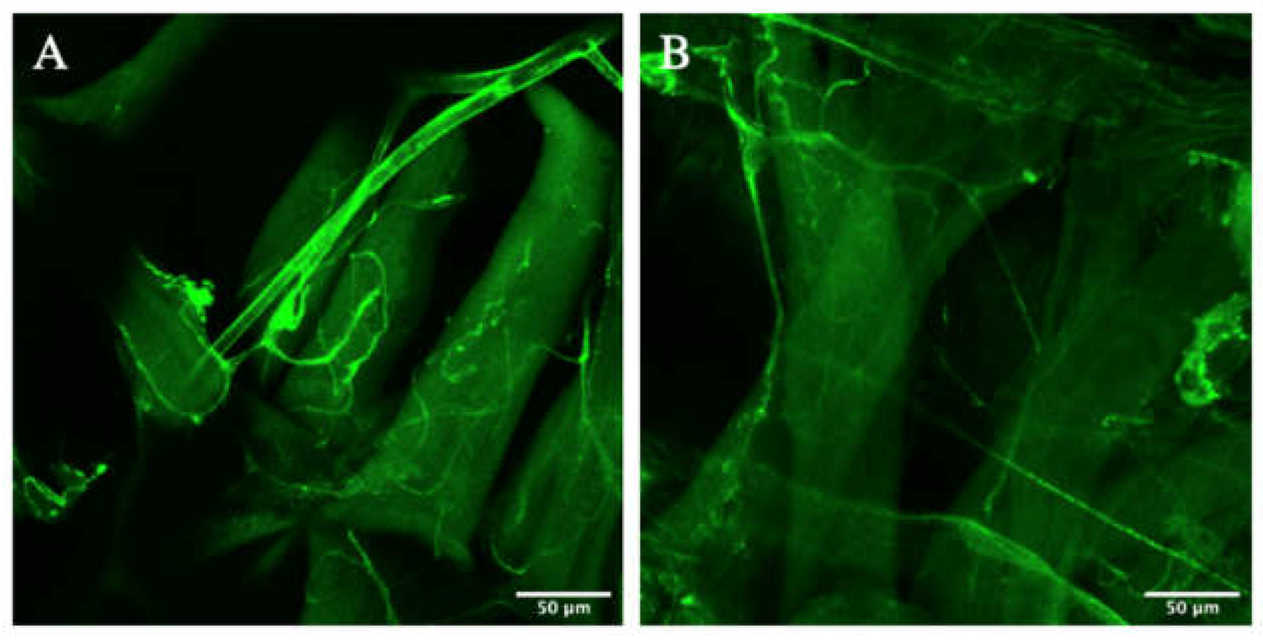 Biology 10 00729 g003