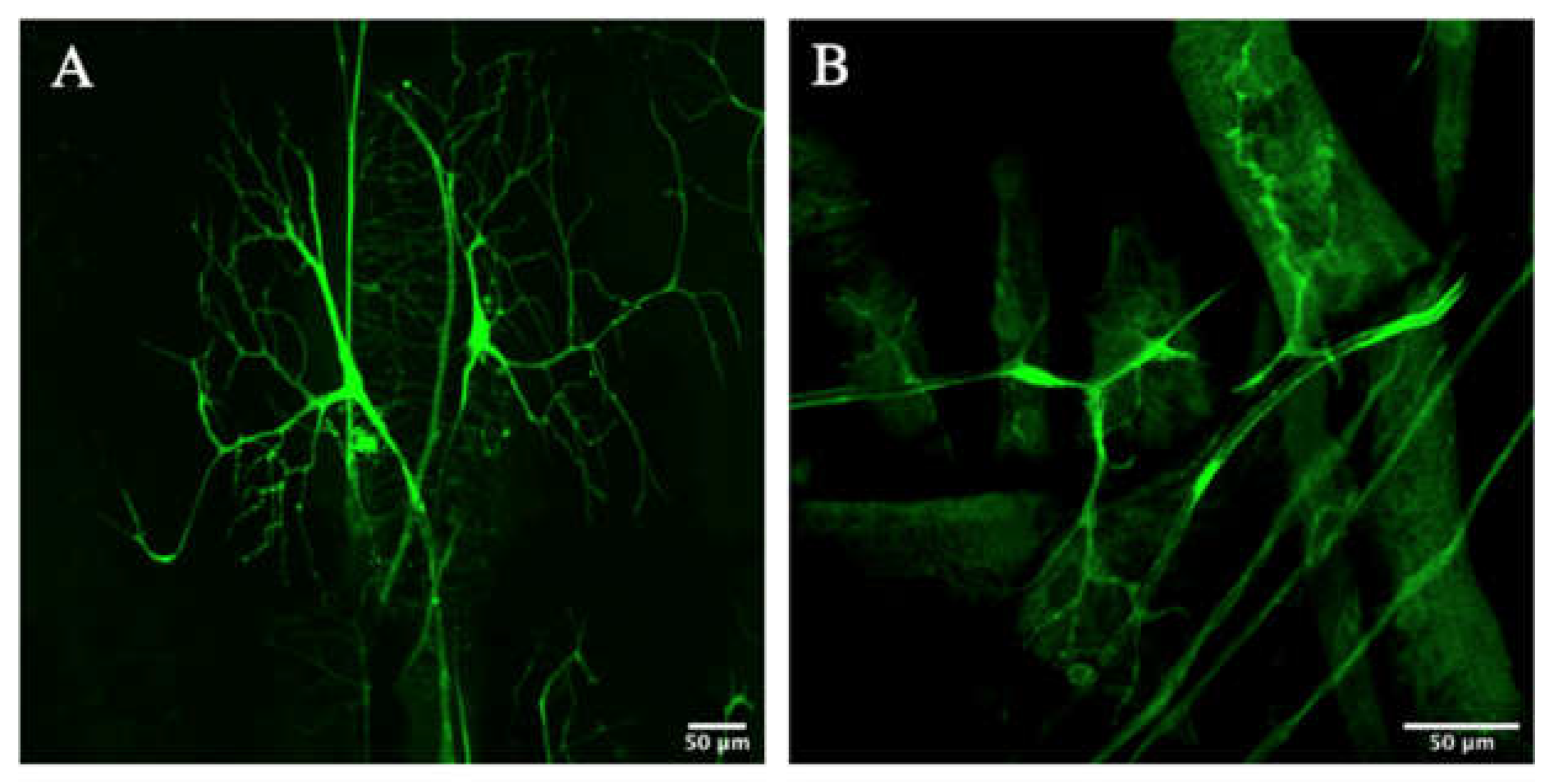 Biology 10 00729 g004