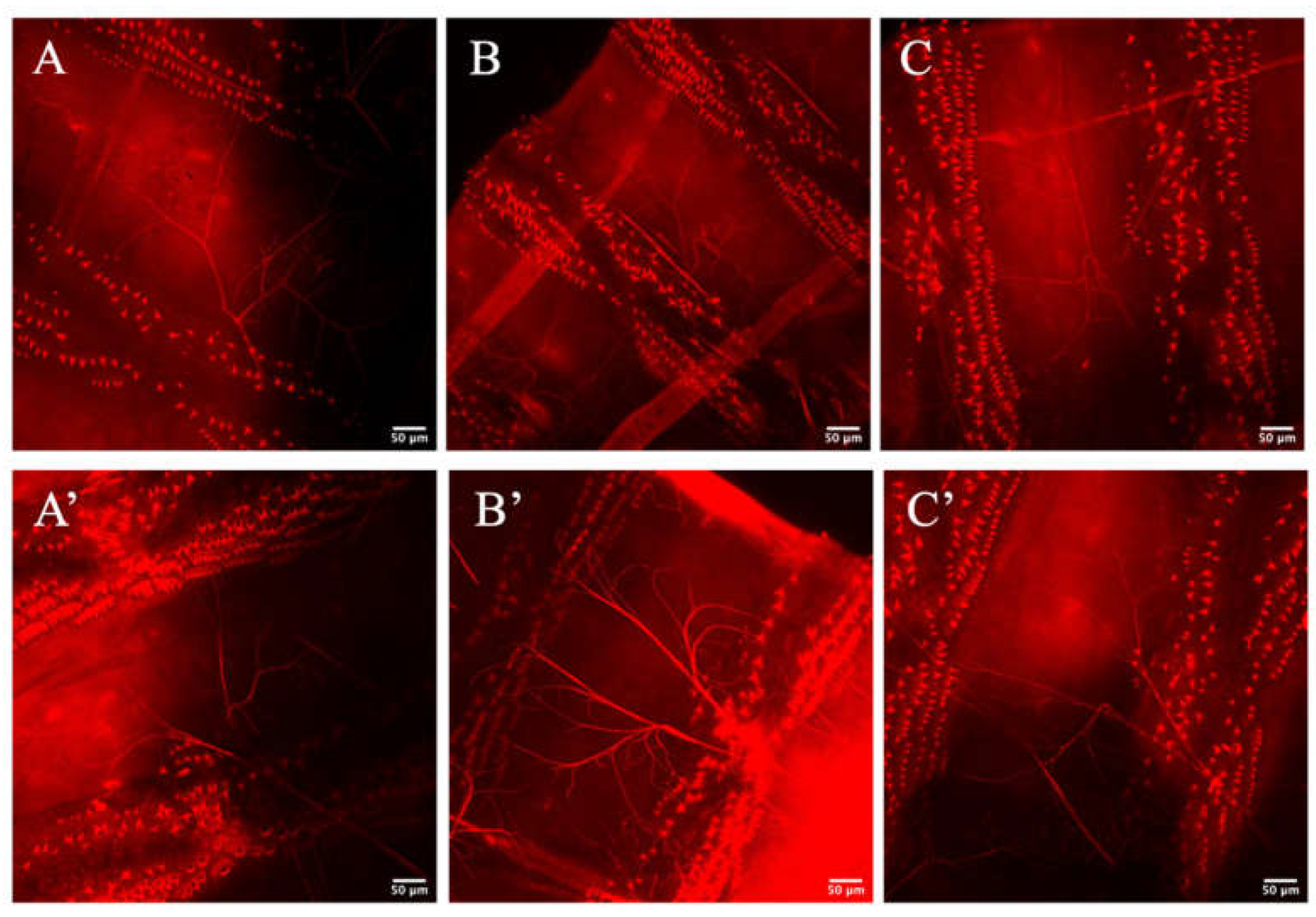 Biology 10 00729 g007