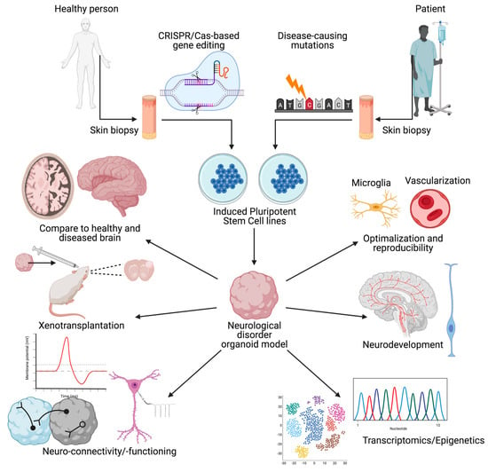 Biology | Free Full-Text | Brain Organoids: Filling The Need For A ...