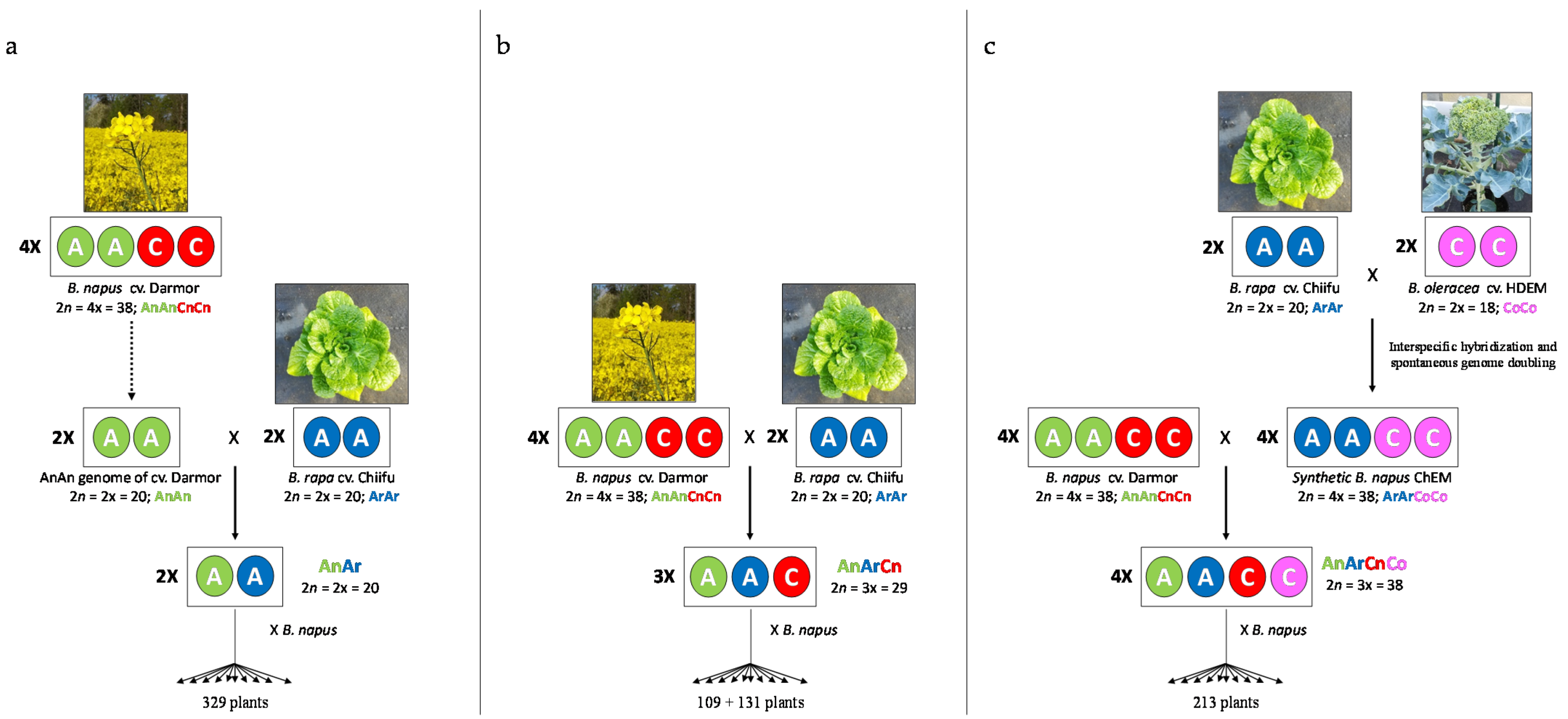Biology | Free Full-Text | A Modified Meiotic Recombination in Brassica  napus Largely Improves Its Breeding Efficiency | HTML