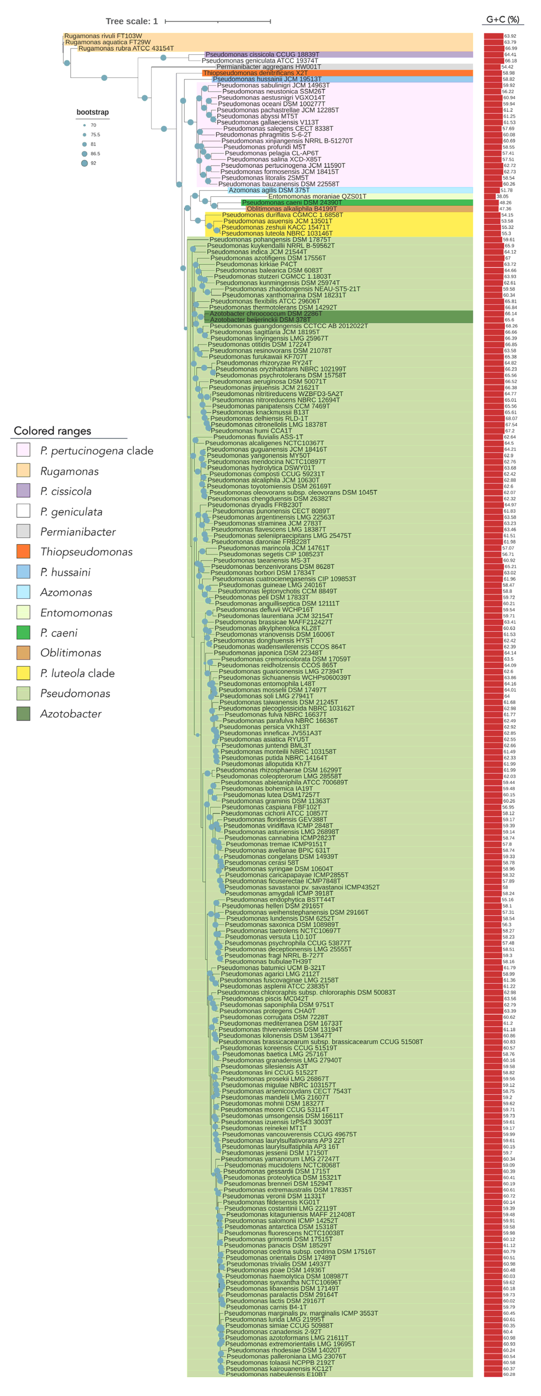 Biology | Free Full-Text | Phylogenomic Analyses of the Genus 