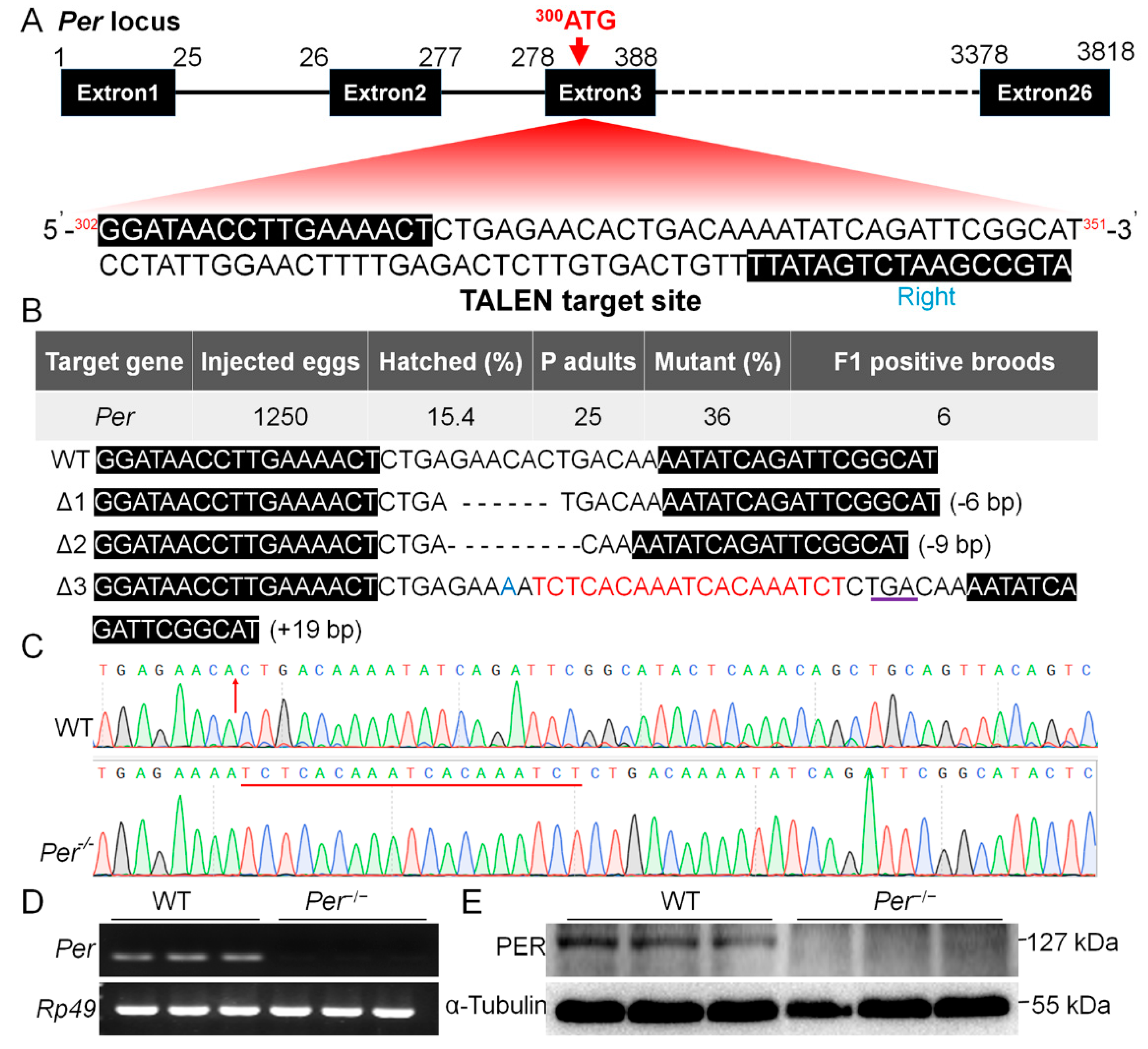 Biology | Free Full-Text | Circadian Clock Gene Period Contributes to  Diapause via GABAeric-Diapause Hormone Pathway in Bombyx mori