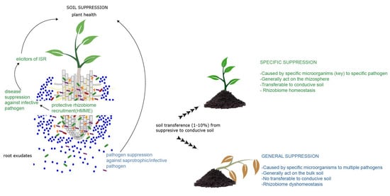 Frontiers  The root signals in rhizospheric inter-organismal