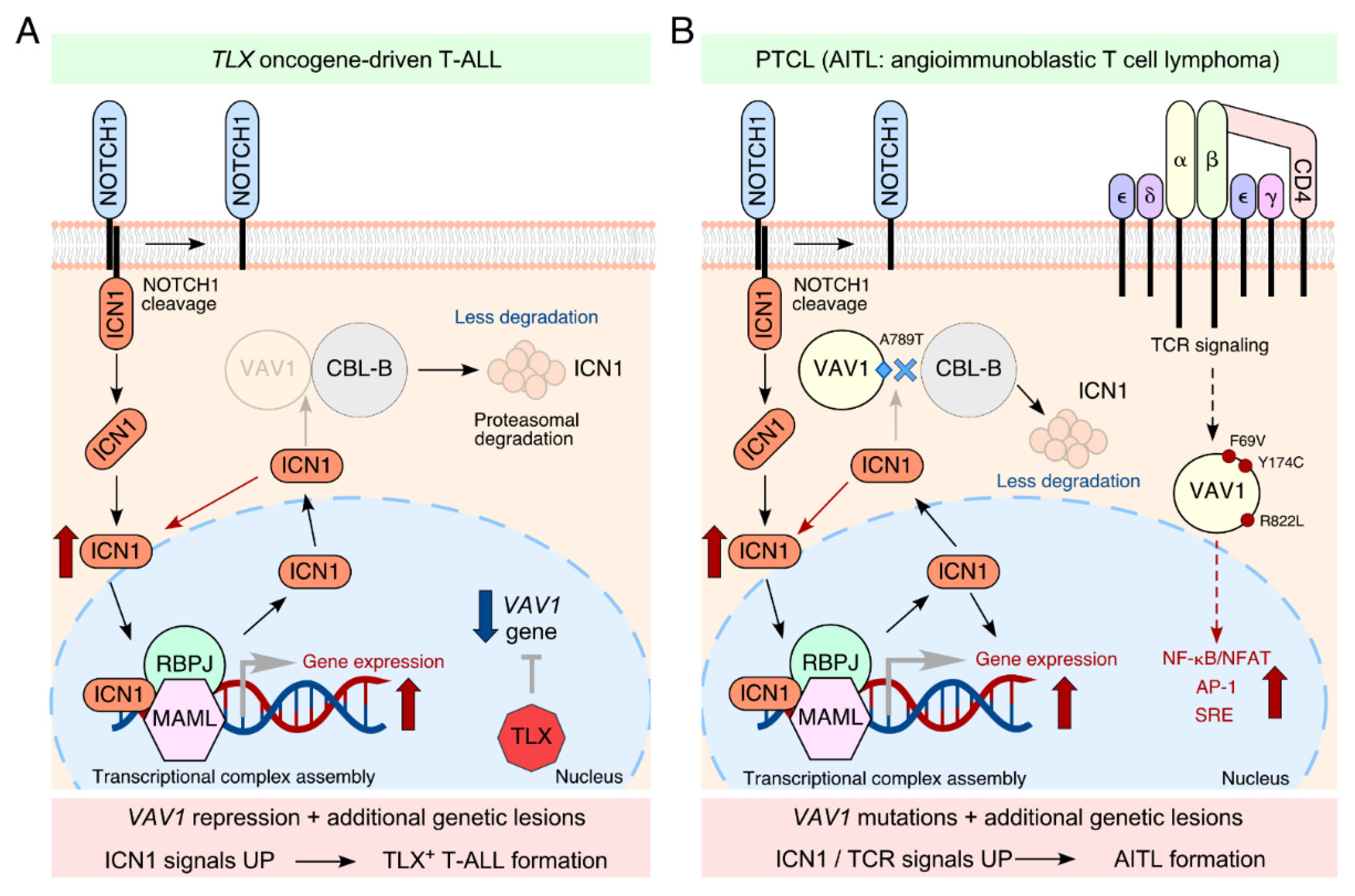 Biology | Free Full-Text | VAV Proteins As Double Agents In Cancer ...