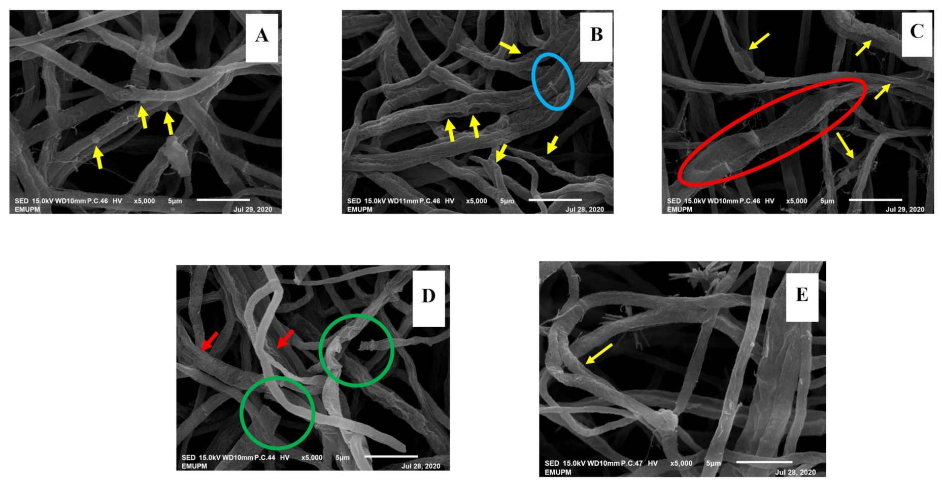Biology 10 00930 g003